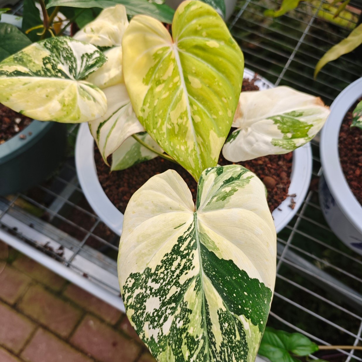Products - Min Hui Plants