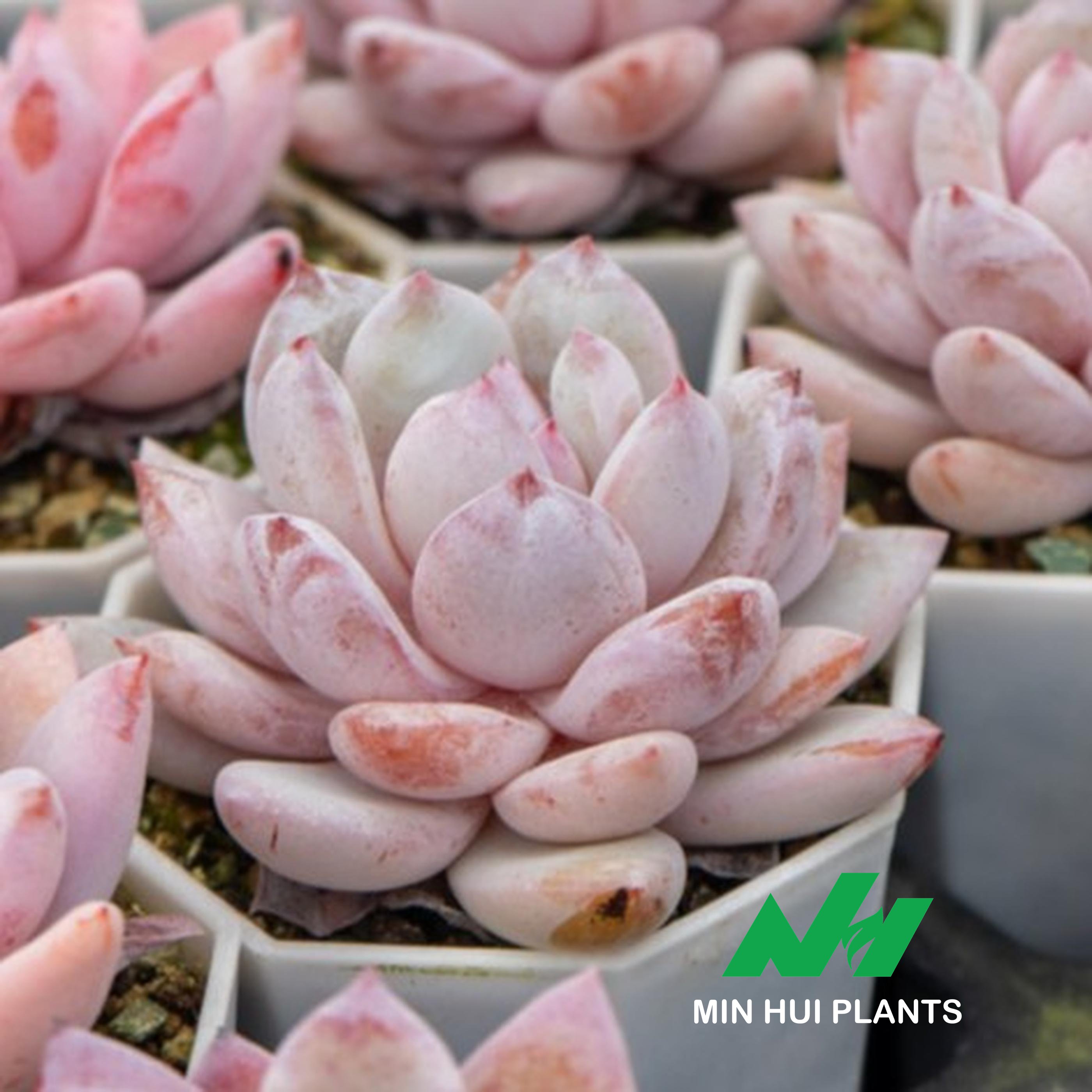 MinHui Plants-Milk Lotus	