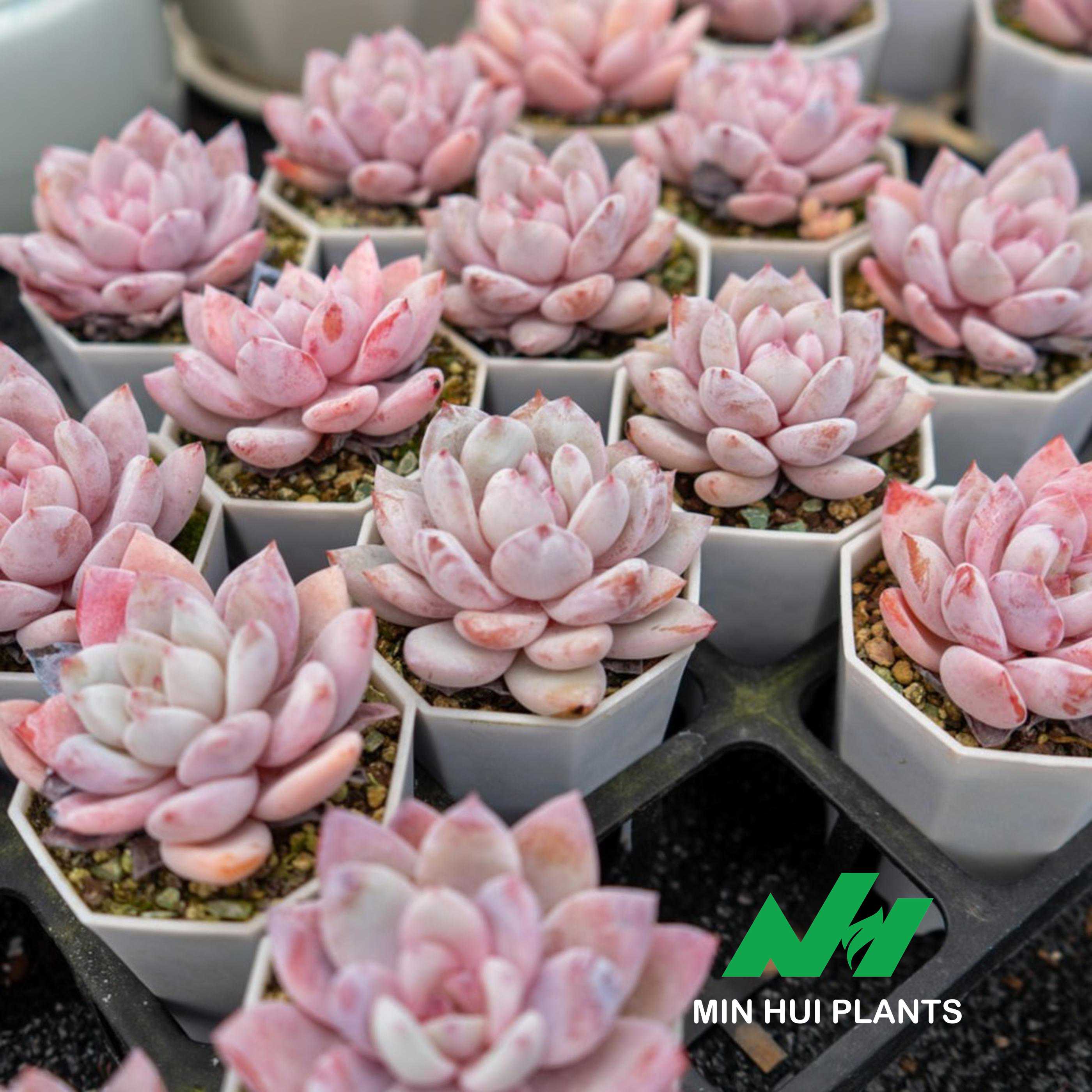 MinHui Plants-Milk Lotus thumbnail 2