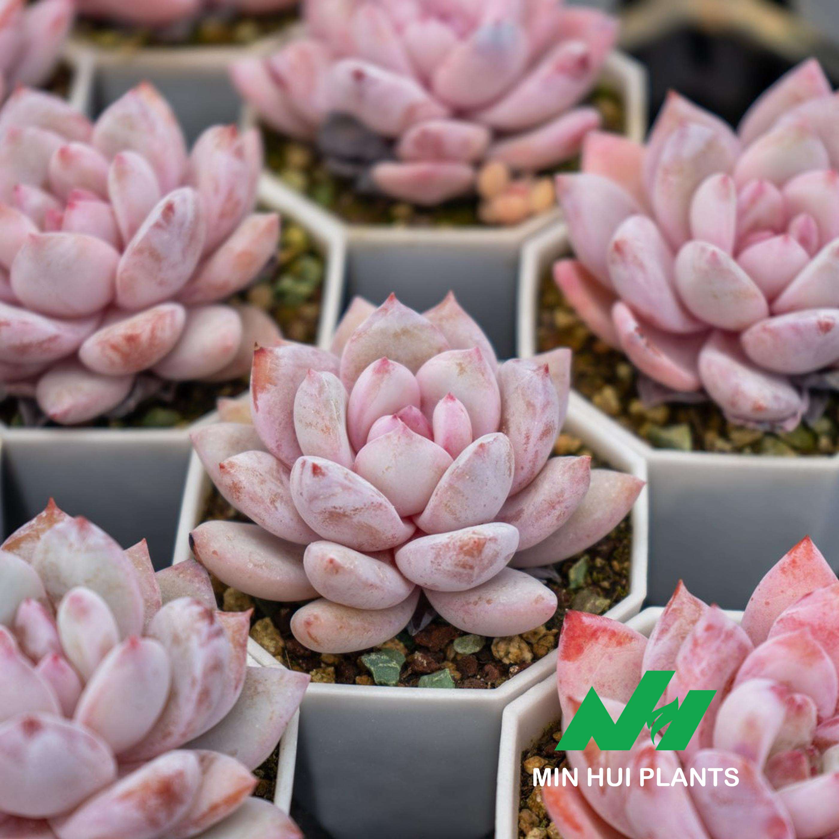 MinHui Plants-Milk Lotus thumbnail 3