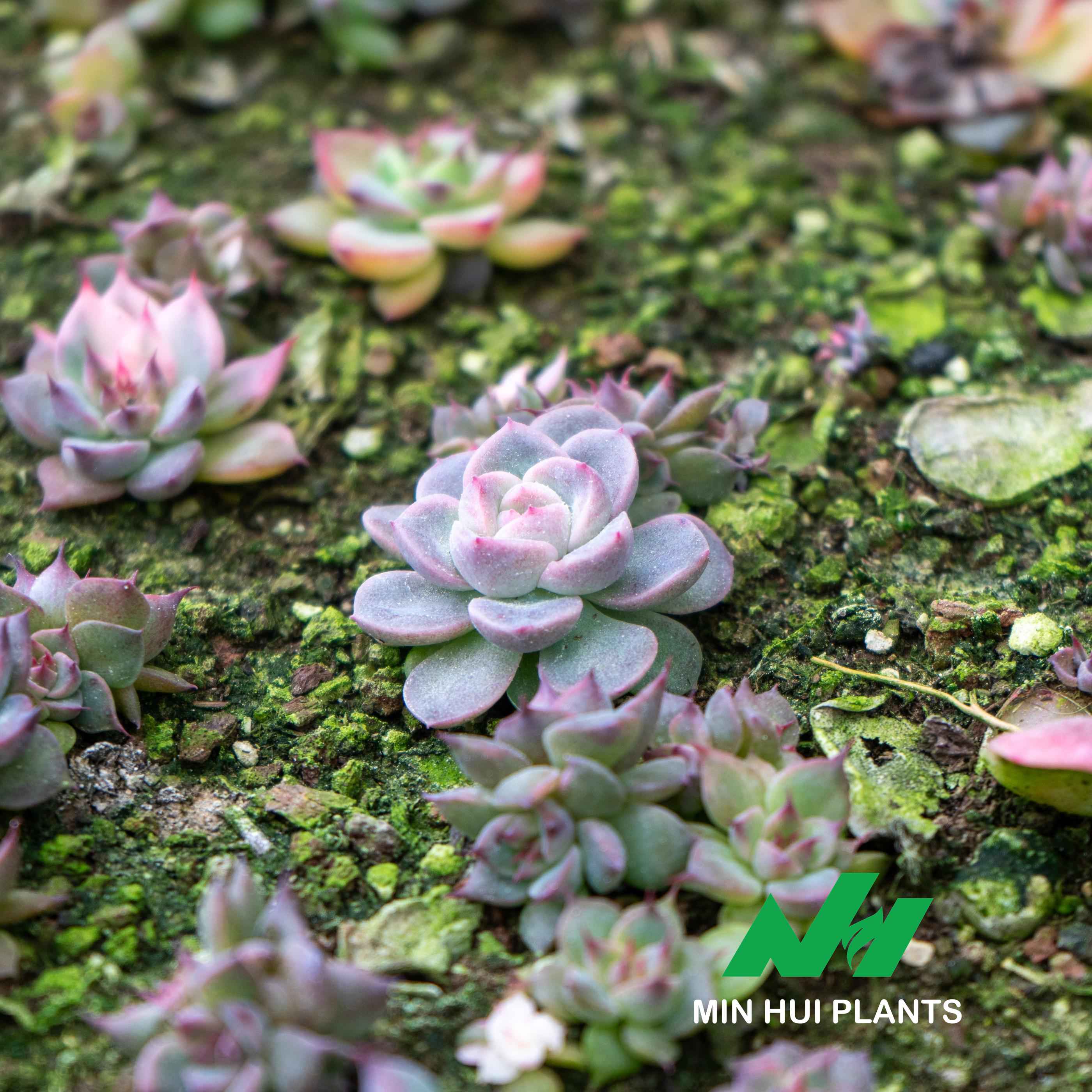 MinHui Plants-Mistling Pearl thumbnail 2