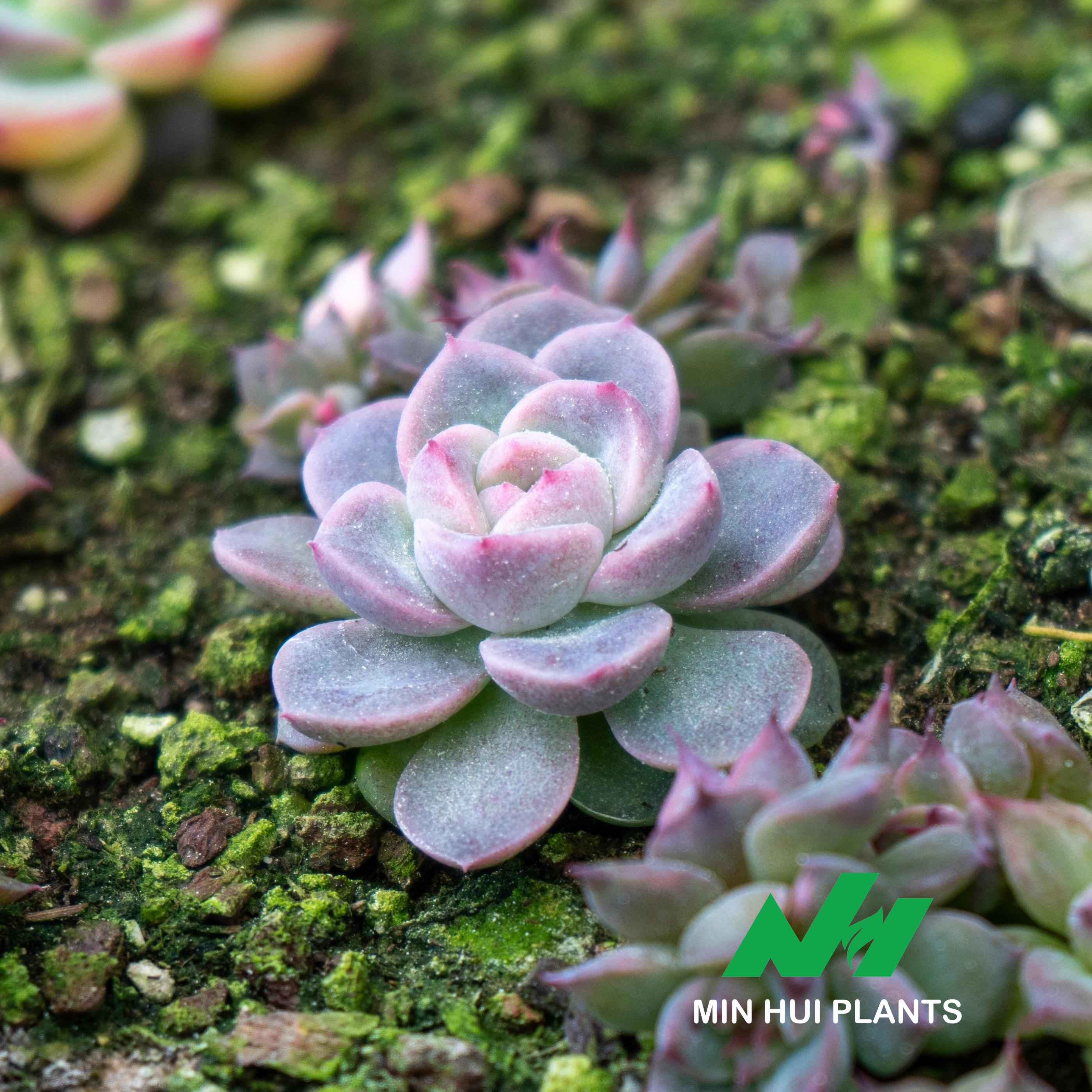 MinHui Plants-Mistling Pearl