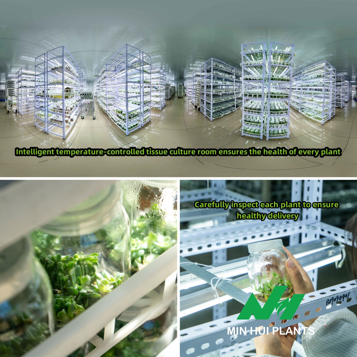 MinHui Plants-Mistling Pearl product image