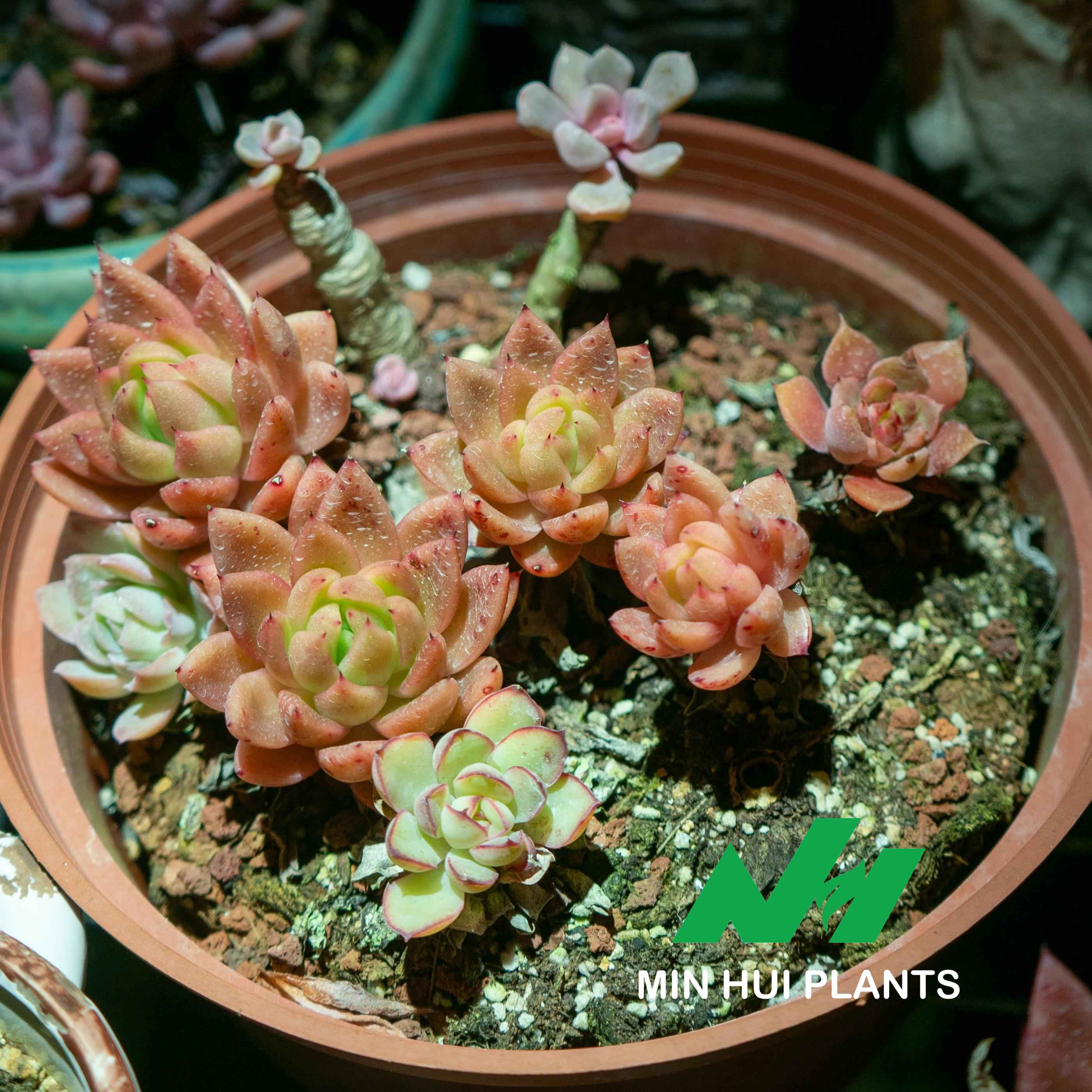 MinHui Plants-Apricot Twist