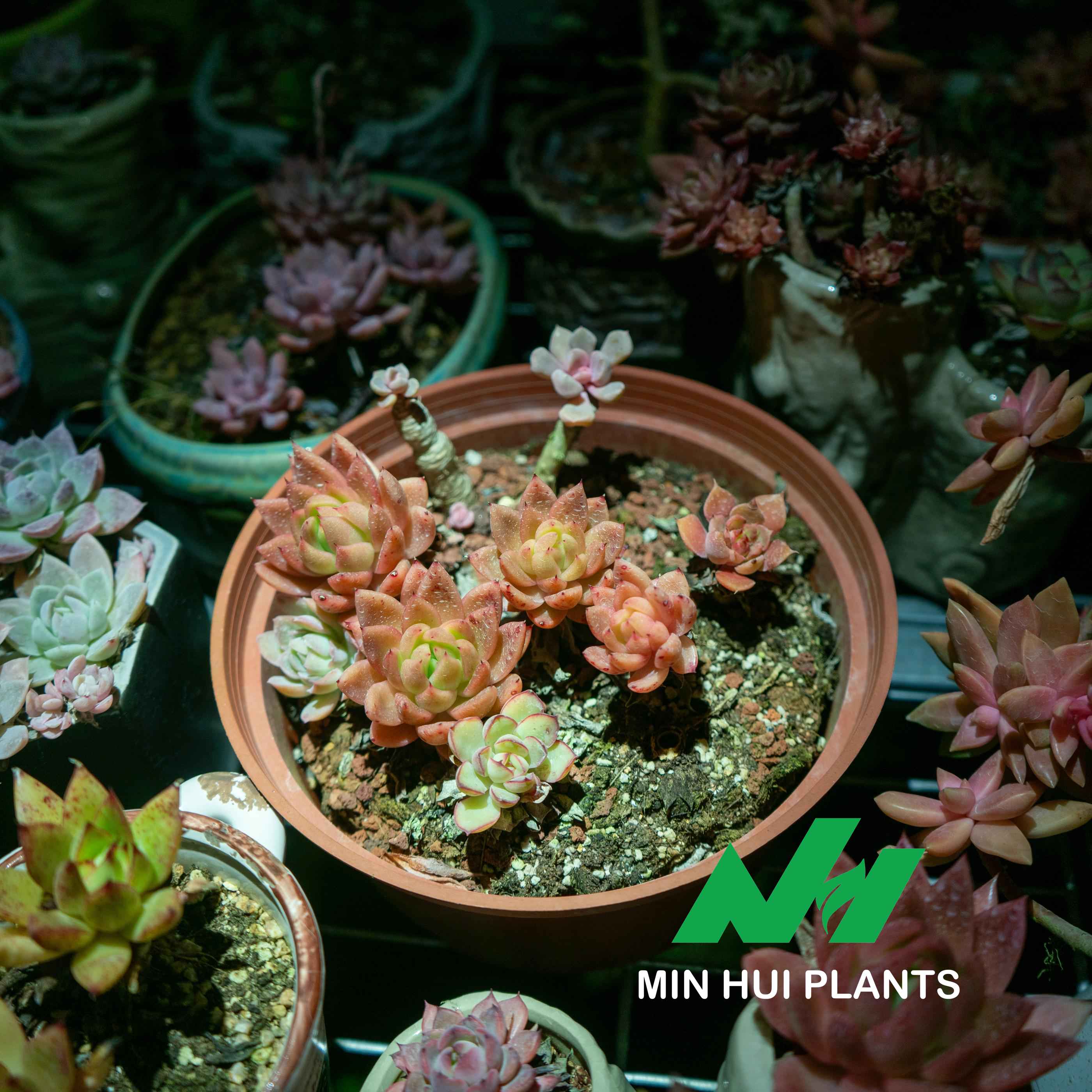 MinHui Plants-Apricot Twist thumbnail 2