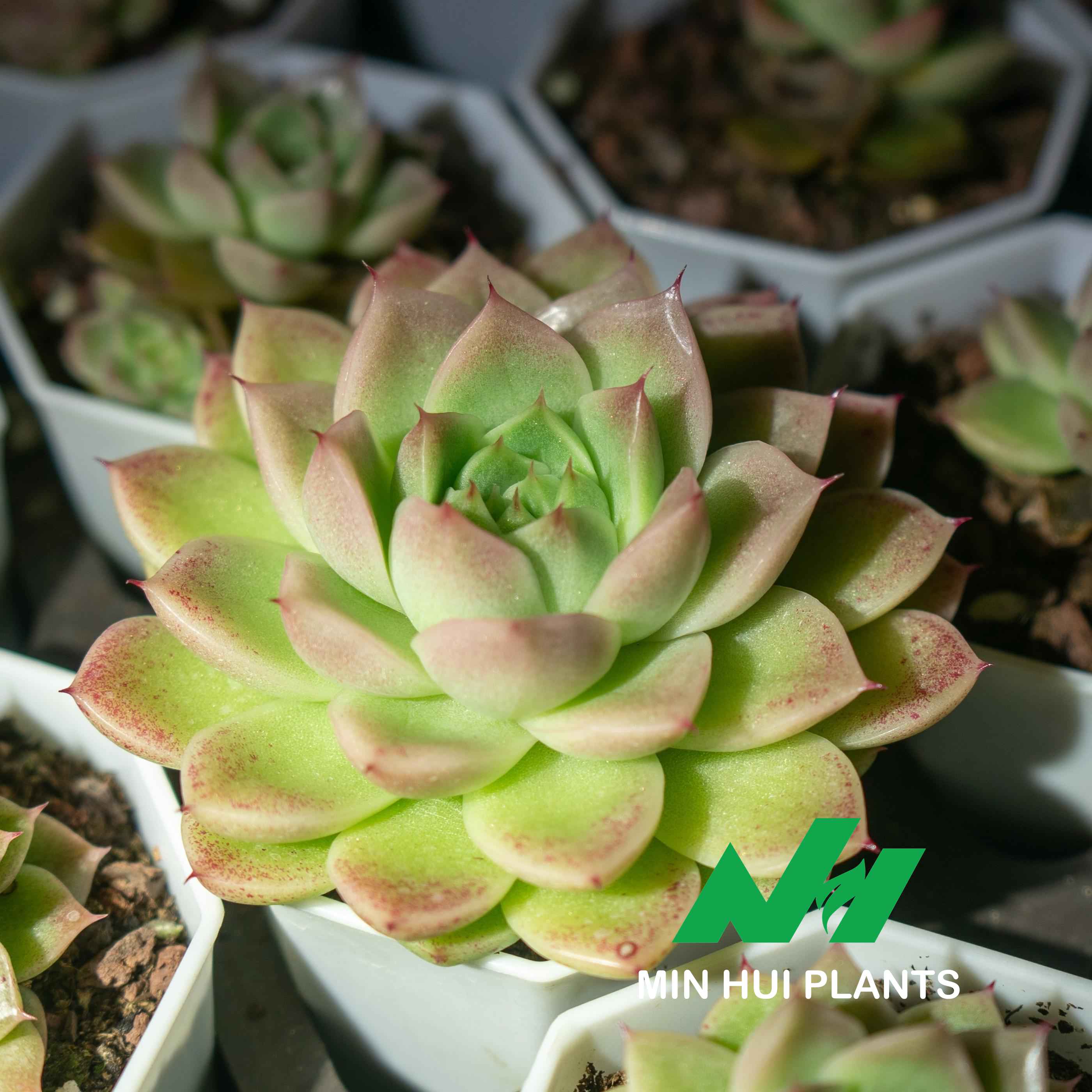 MinHui Plants-Spring Dew