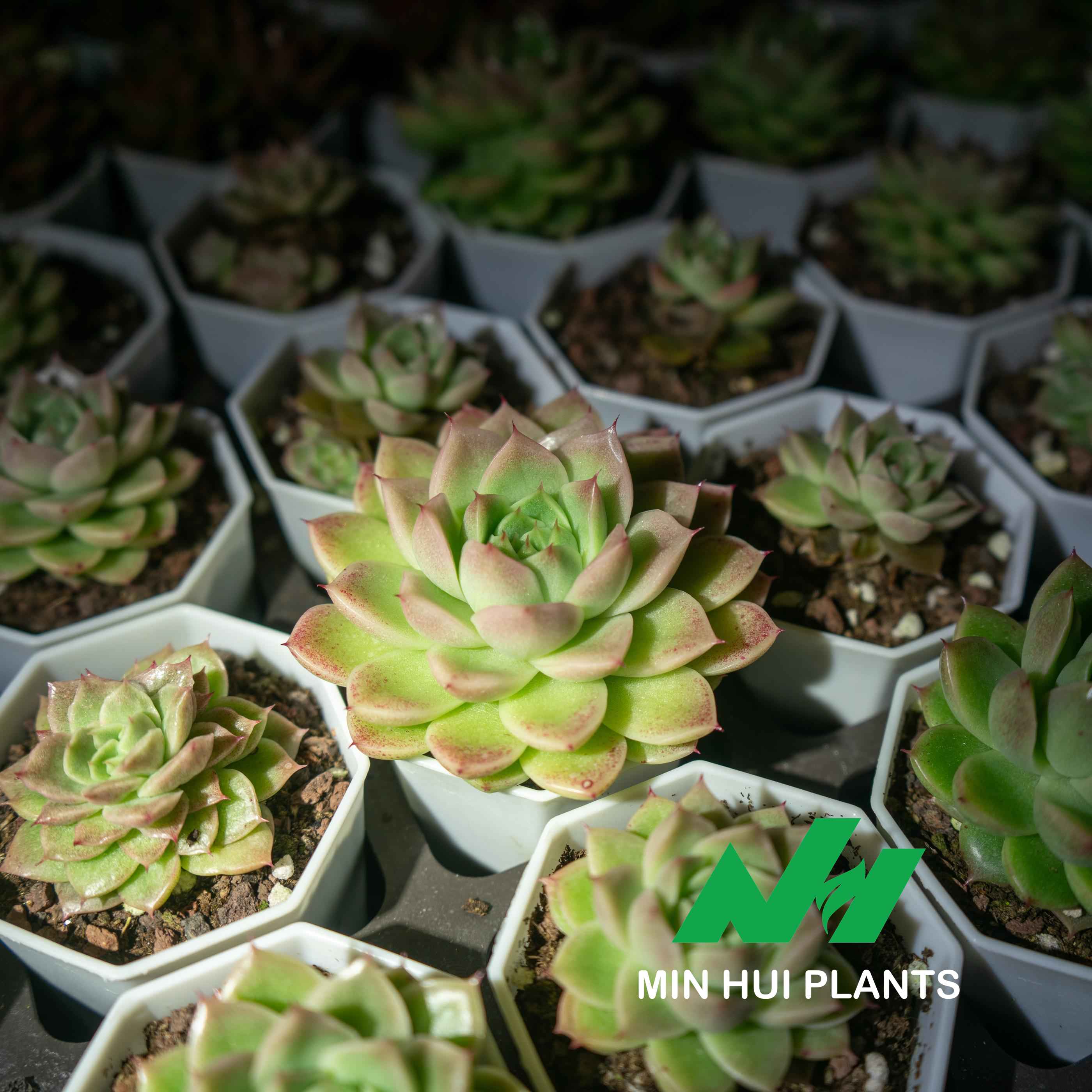 MinHui Plants-Spring Dew thumbnail 2