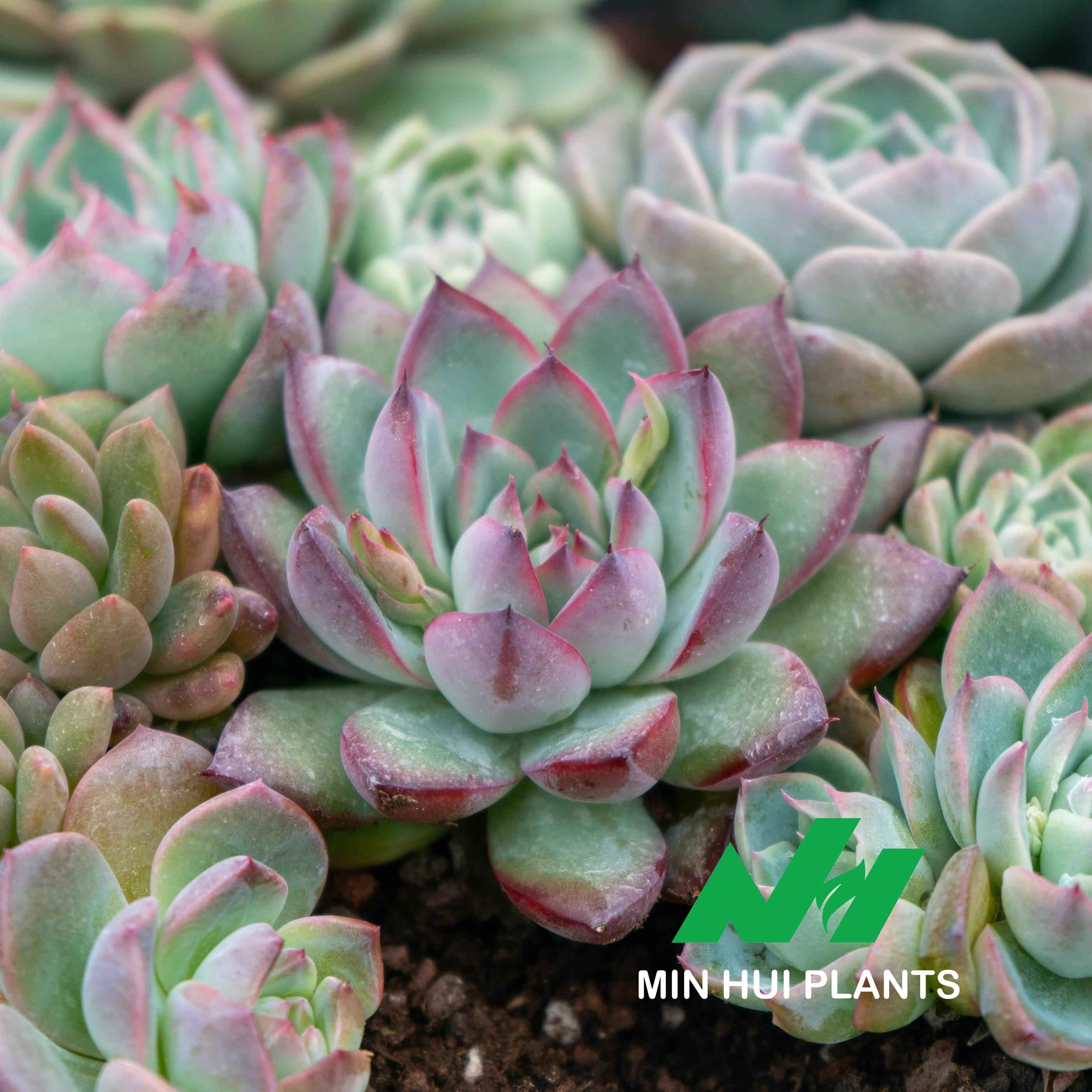 MinHui Plants-Iron Ruby thumbnail 2