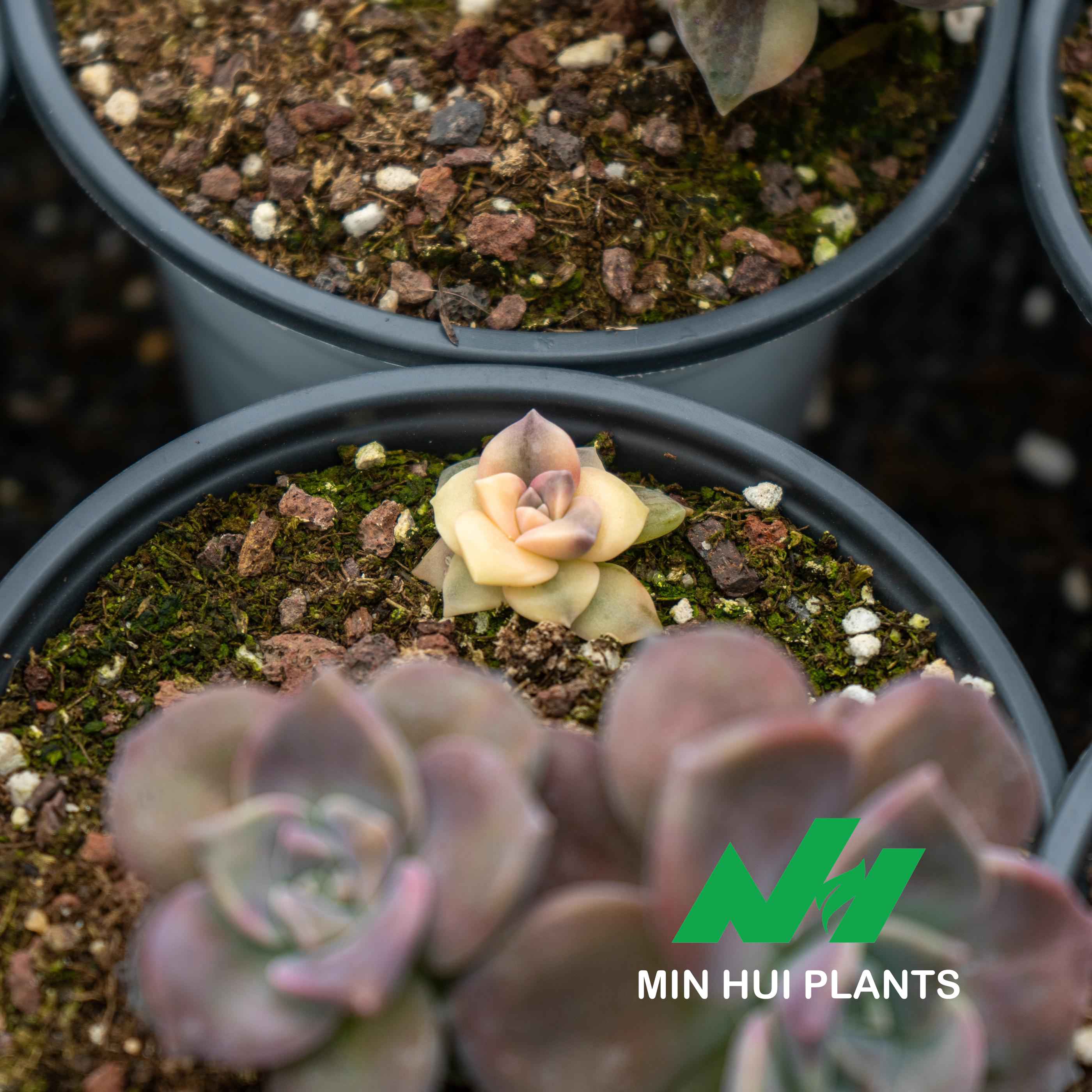 MinHui Plants-Mocha Bloom thumbnail 2