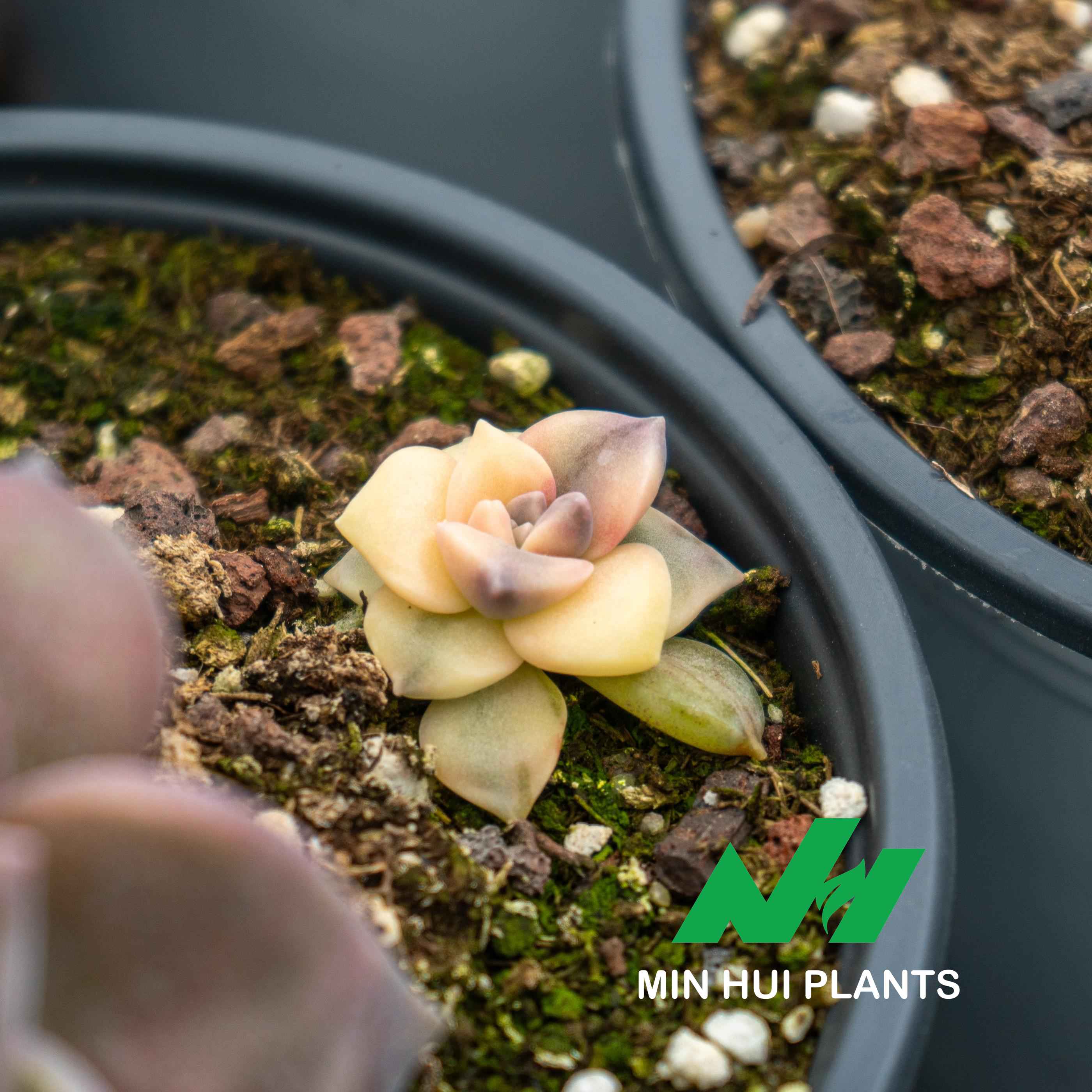 MinHui Plants-Mocha Bloom	