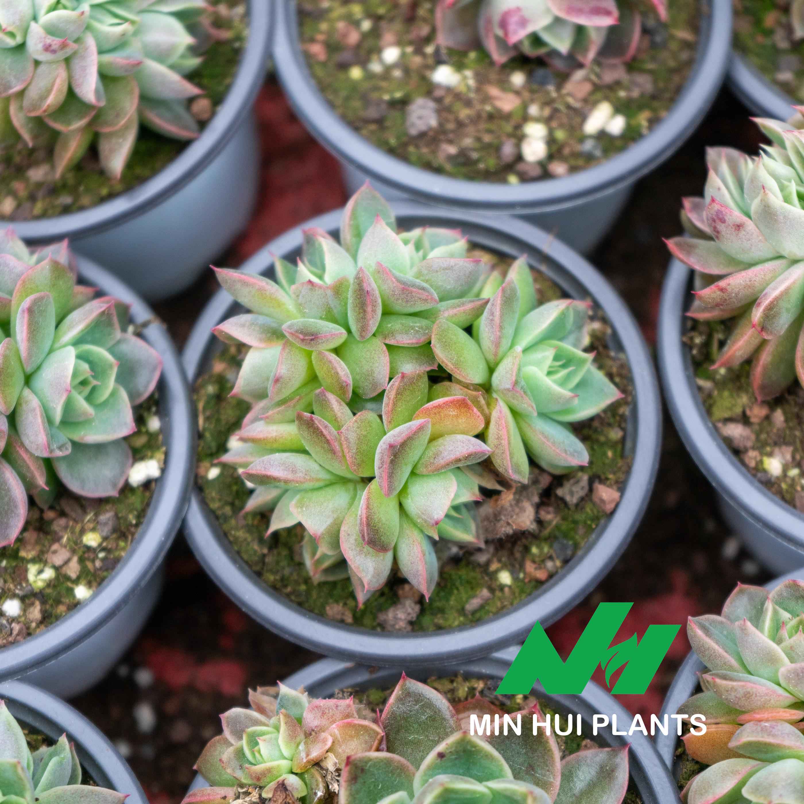 MinHui Plants-Succulent 'Drunken Beauty' thumbnail 2