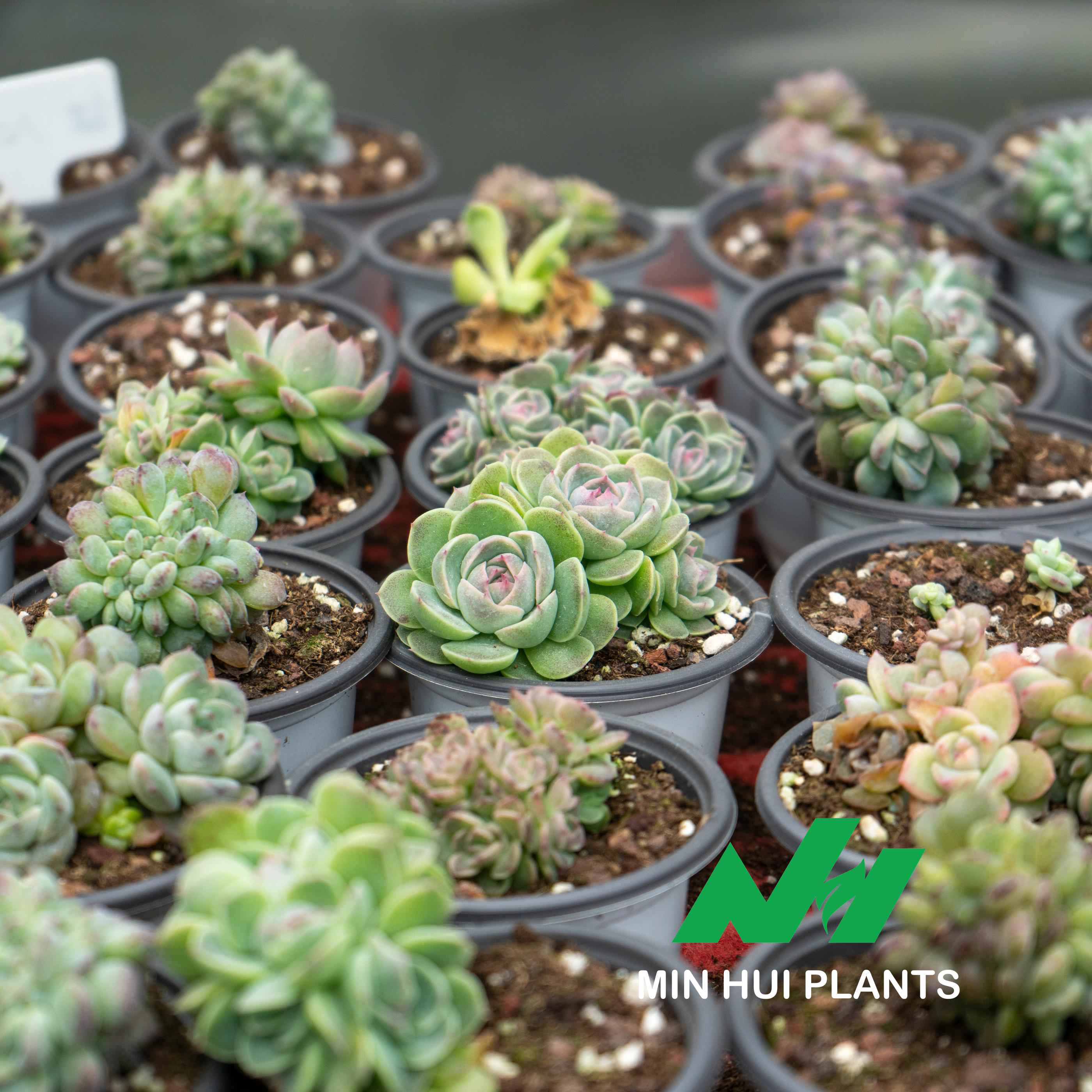 MinHui Plants-Mint Rosette thumbnail 2