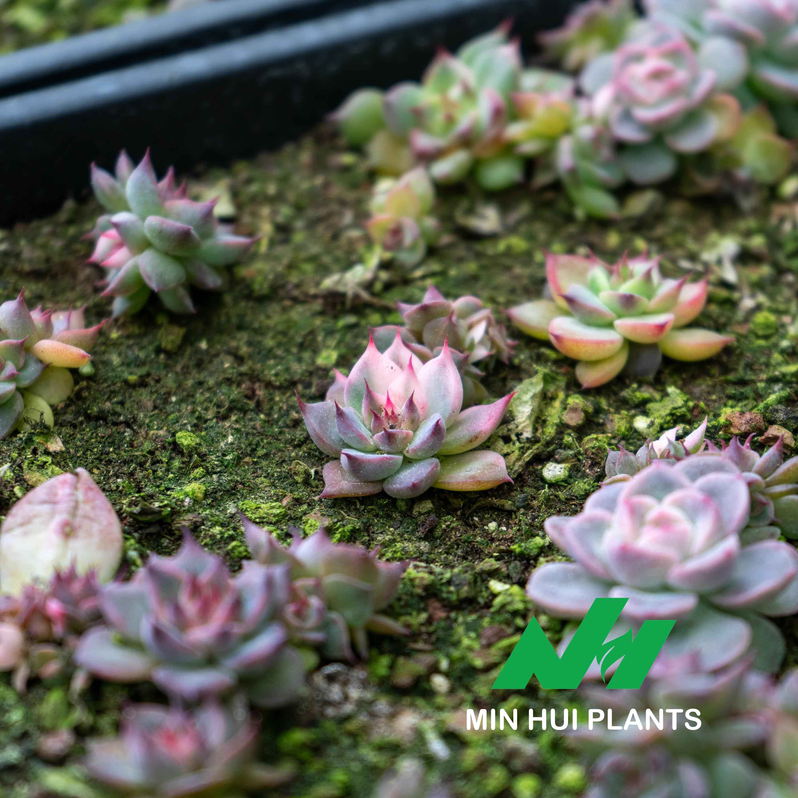 MinHui Plants-Moonshade thumbnail 2