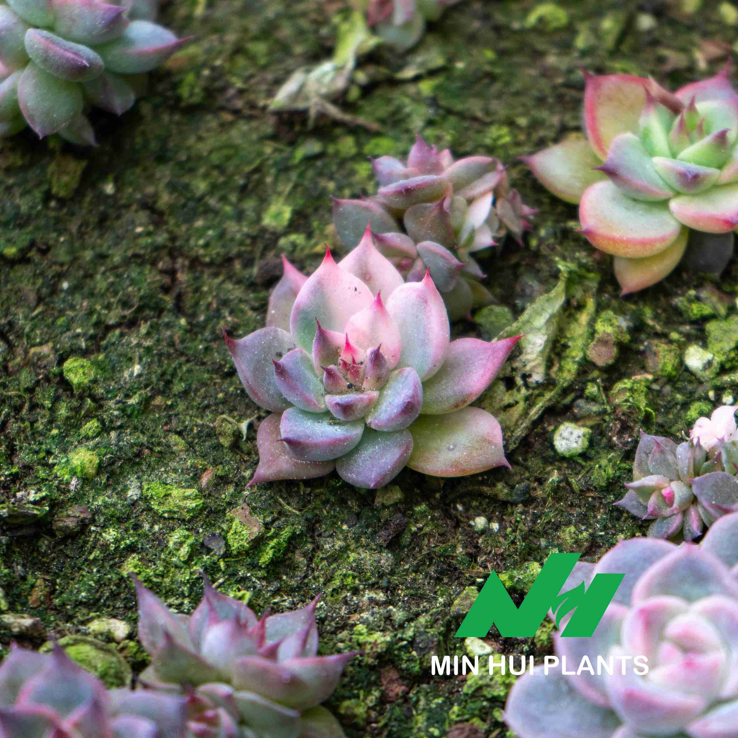 MinHui Plants-Moonshade
