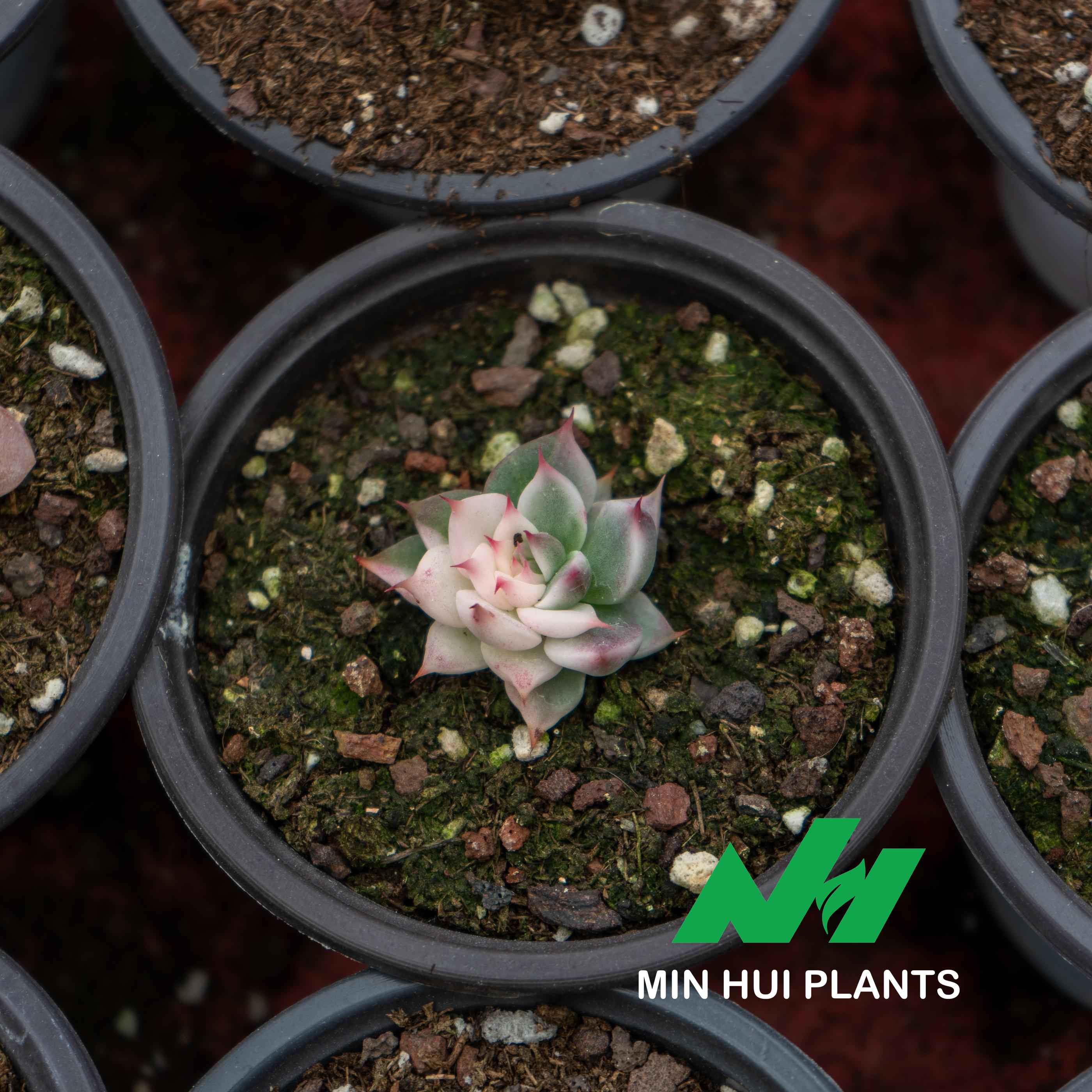 MinHui Plants-Sugar Frost thumbnail 2