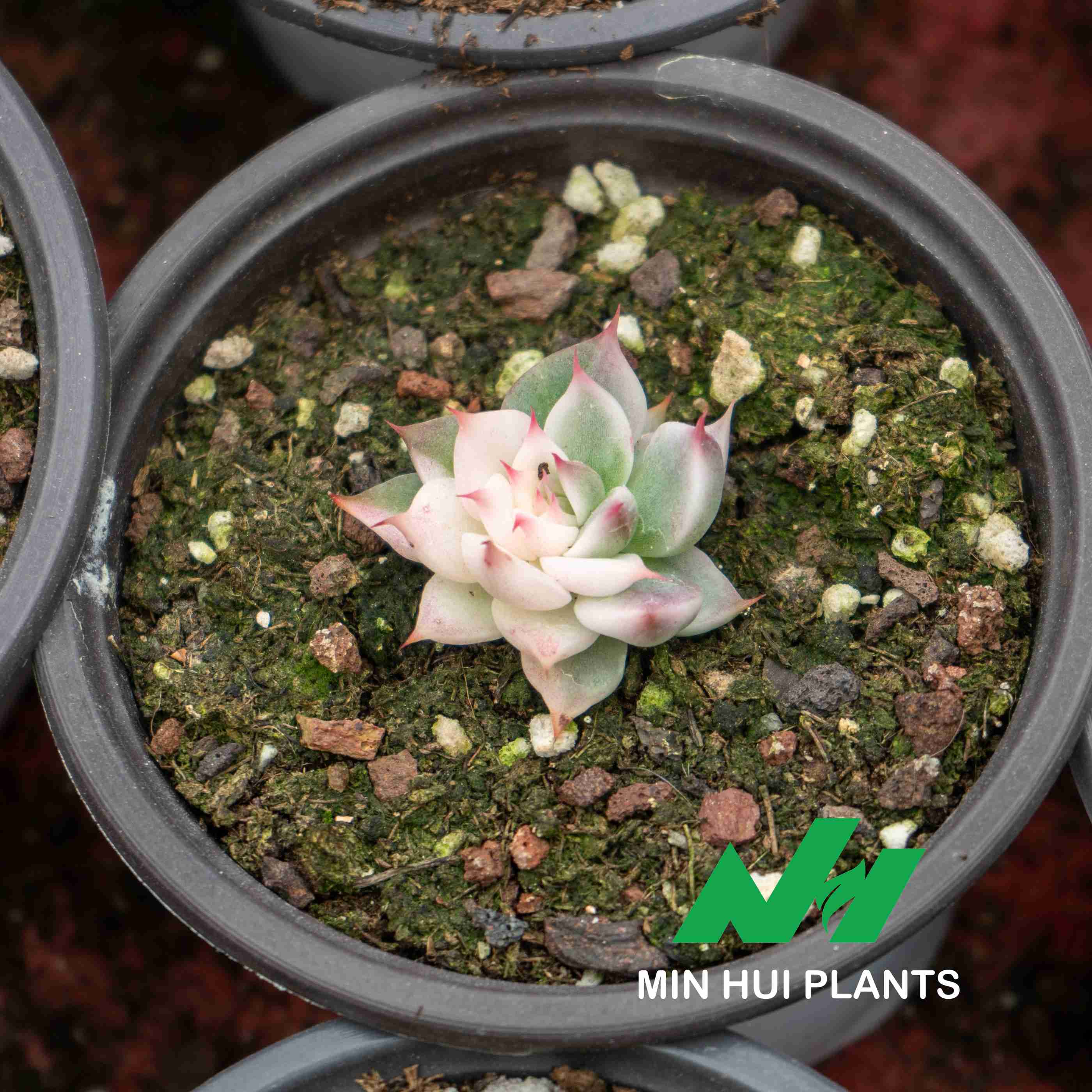 MinHui Plants-Sugar Frost