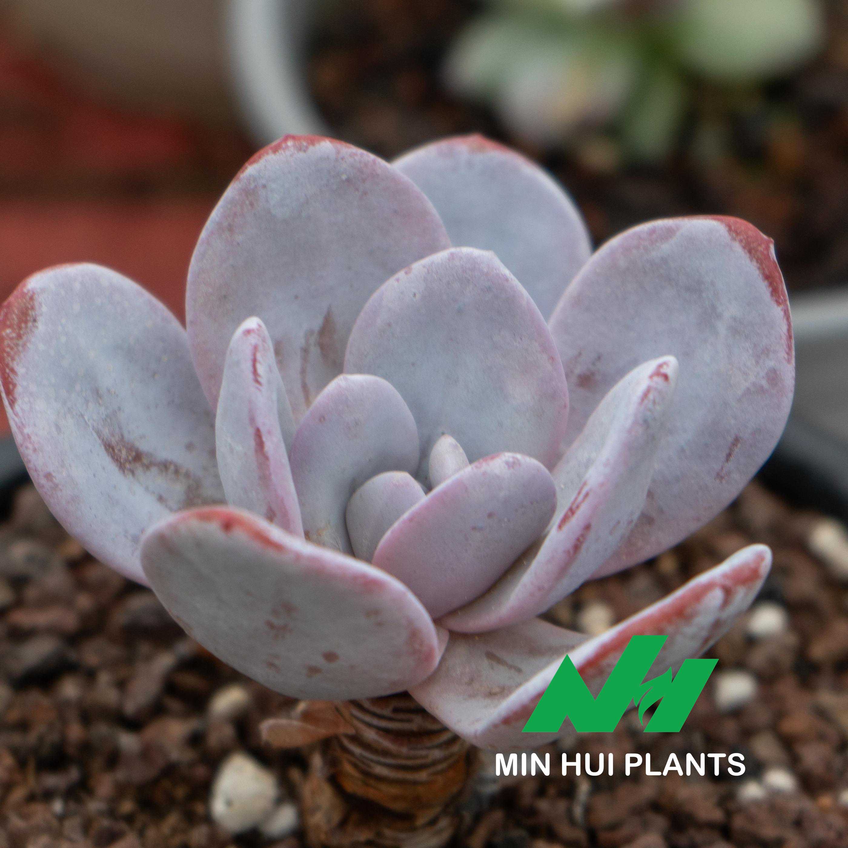 MinHui Plants-Moonstone Echo thumbnail 2