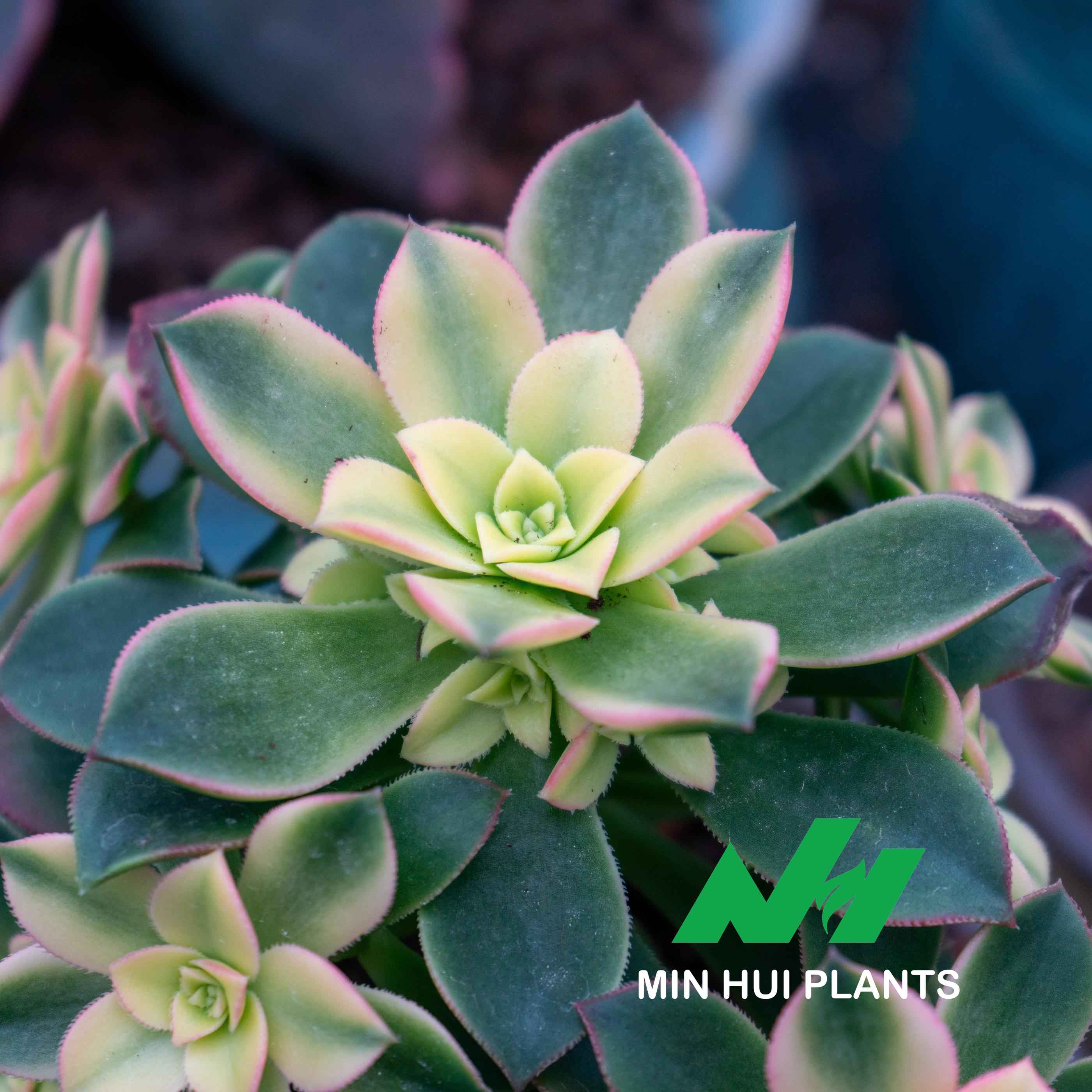 MinHui Plants-Solar Radiance thumbnail 2