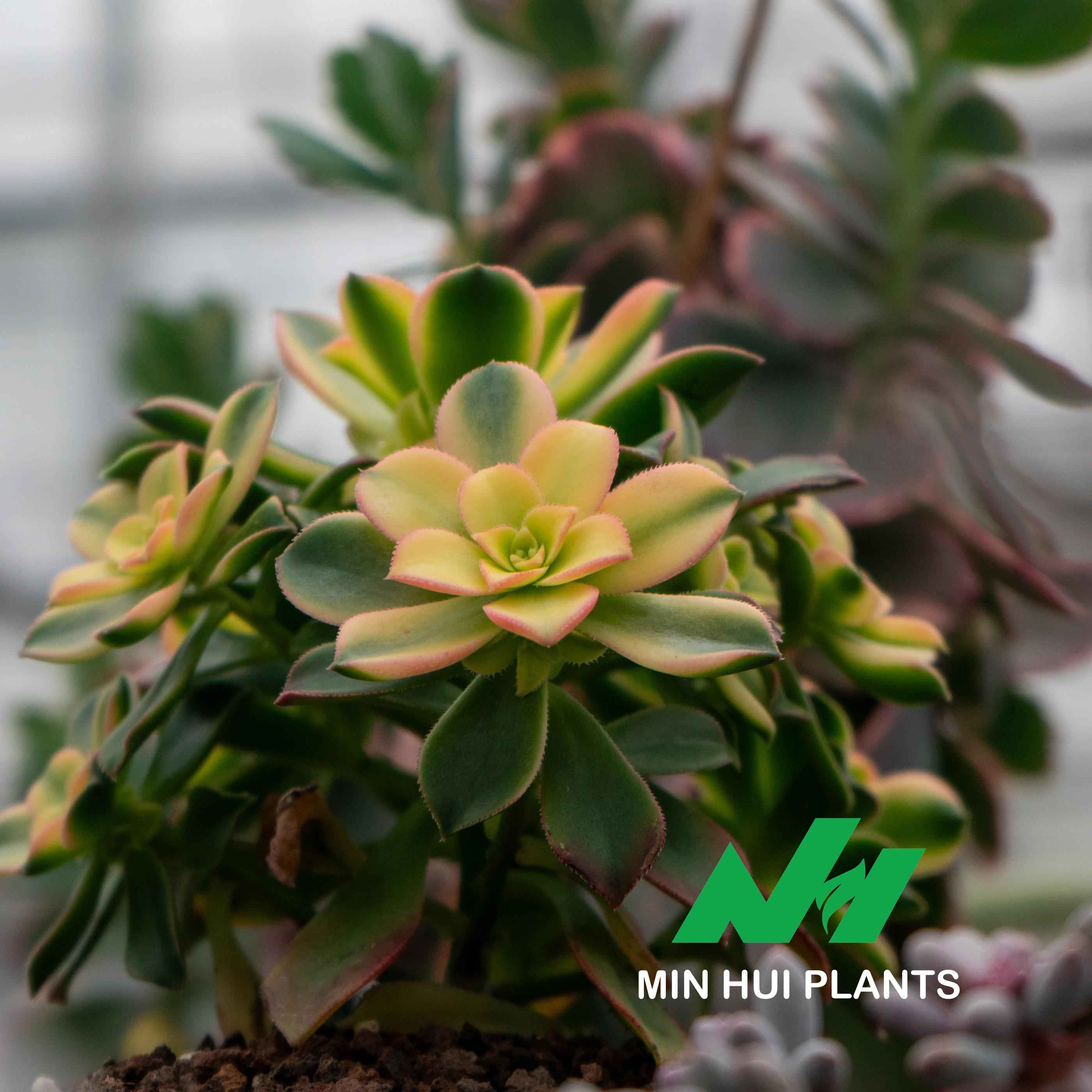 MinHui Plants-Solar Radiance thumbnail 3