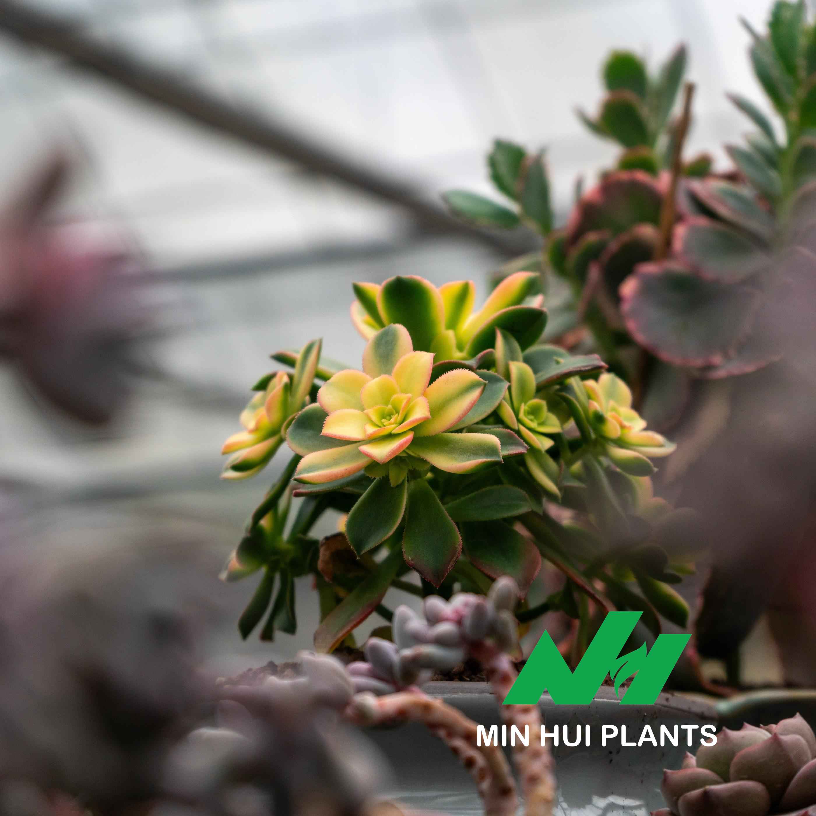 MinHui Plants-Solar Radiance thumbnail 4