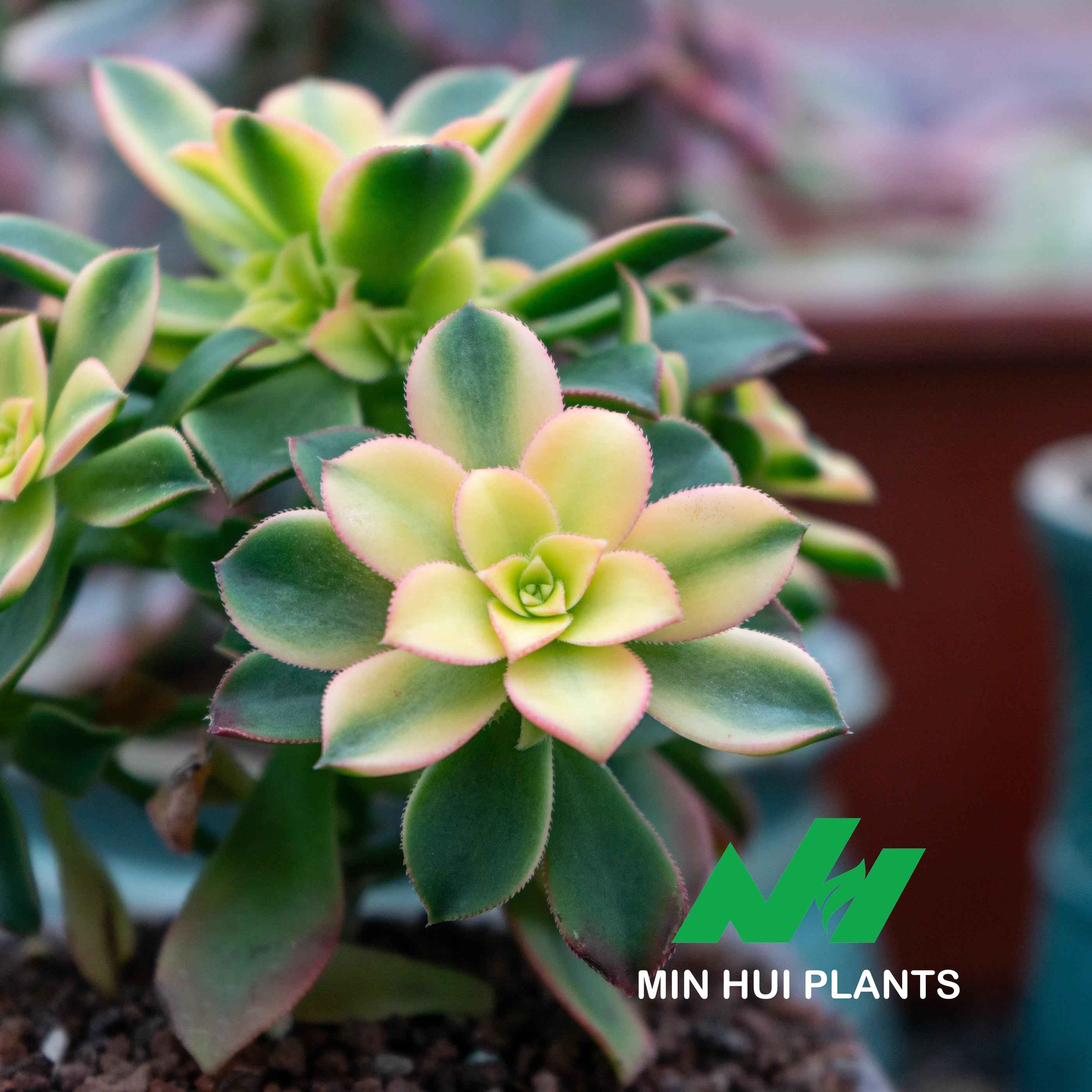 MinHui Plants-Solar Radiance