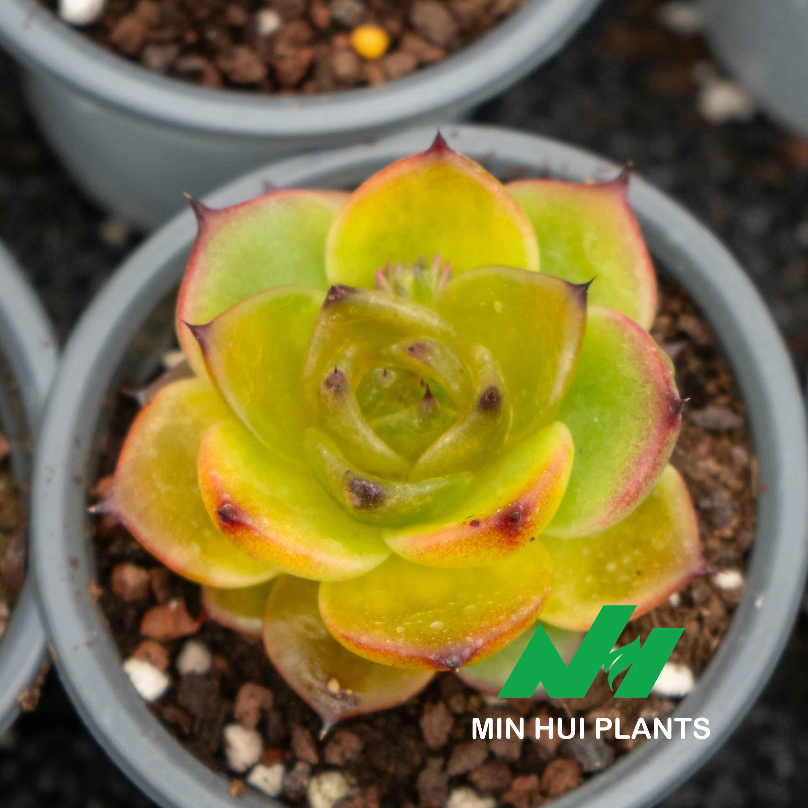 MinHui Plants-Citrus Blaze thumbnail 2