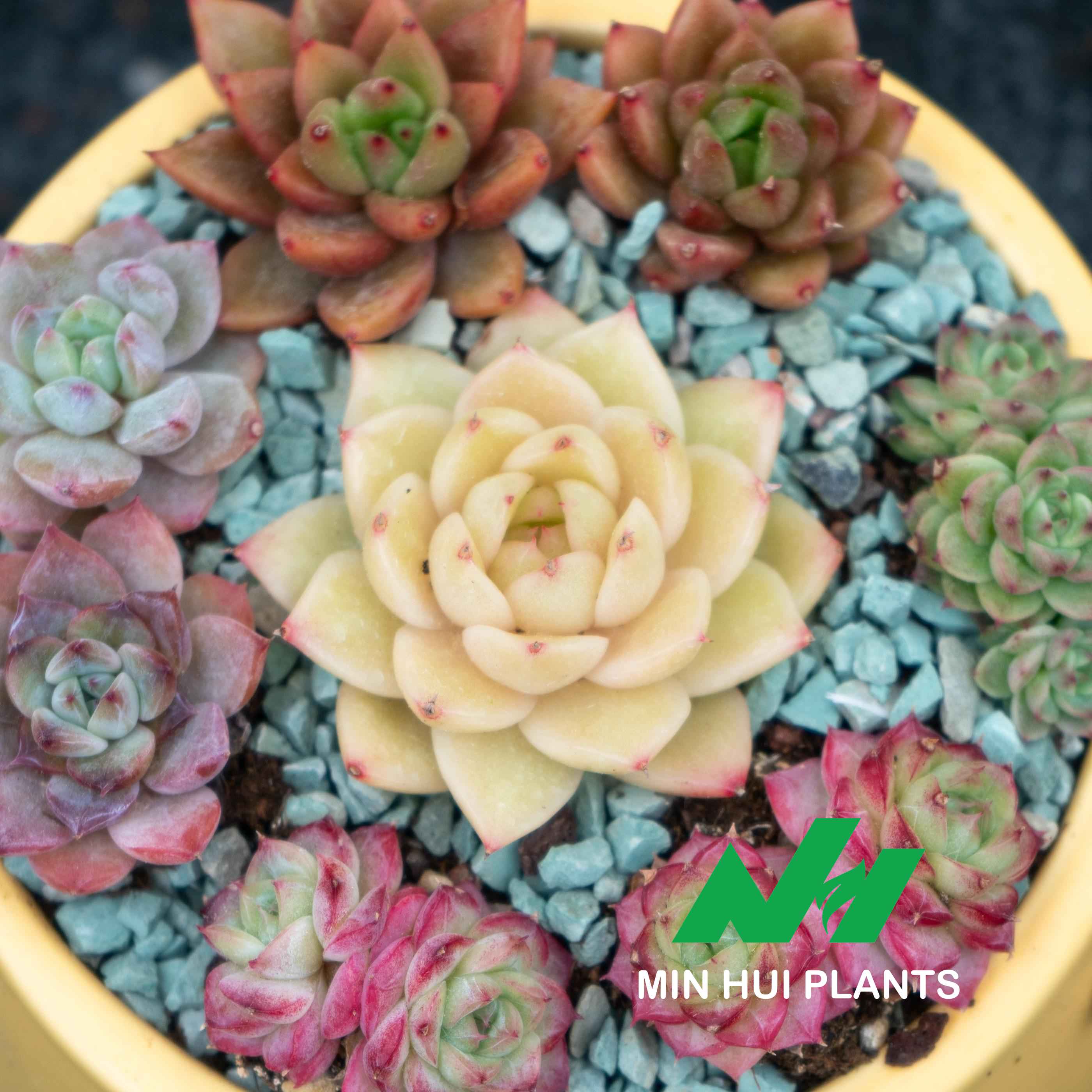 MinHui Plants-Vanilla Bloom