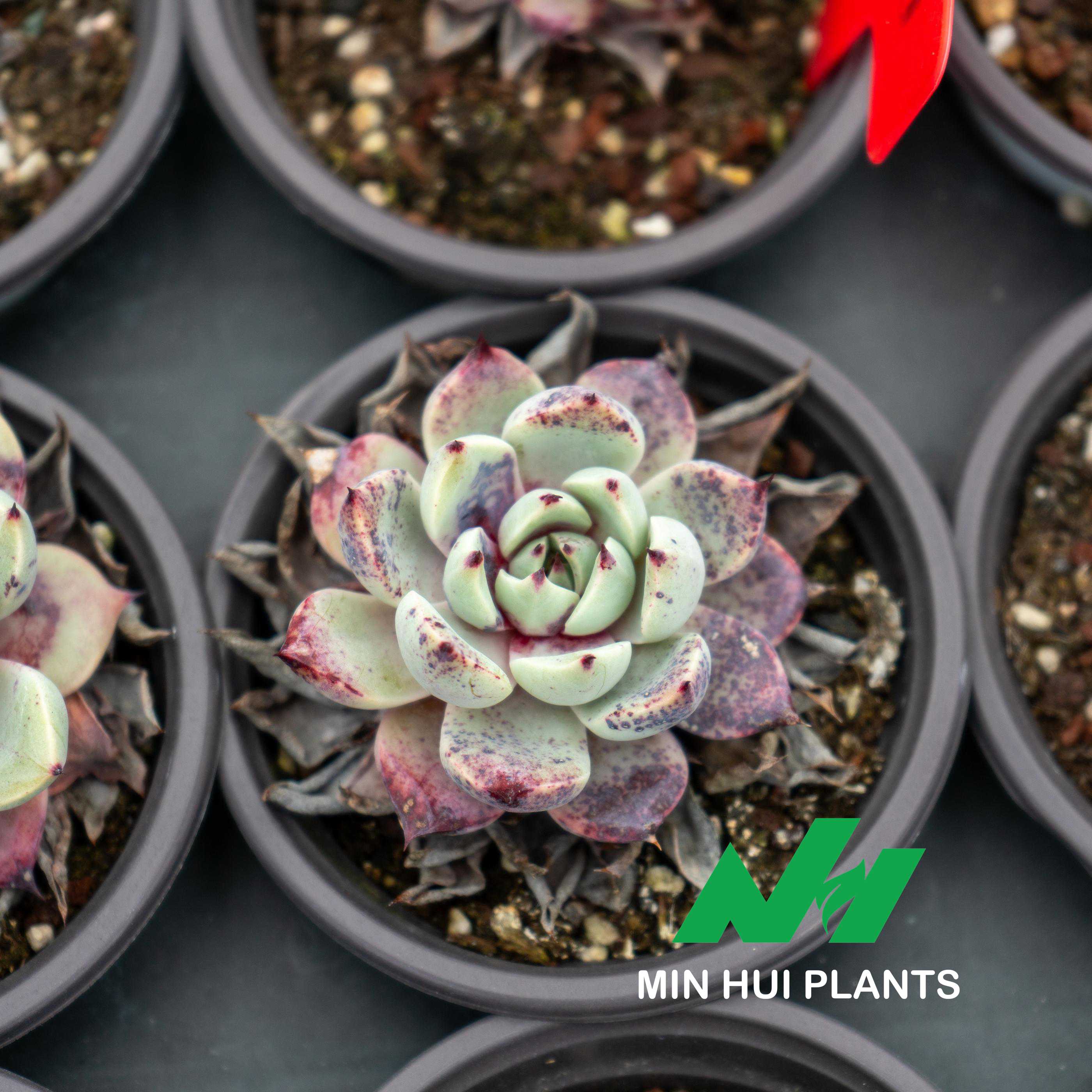 MinHui Plants-Venom Frost thumbnail 2
