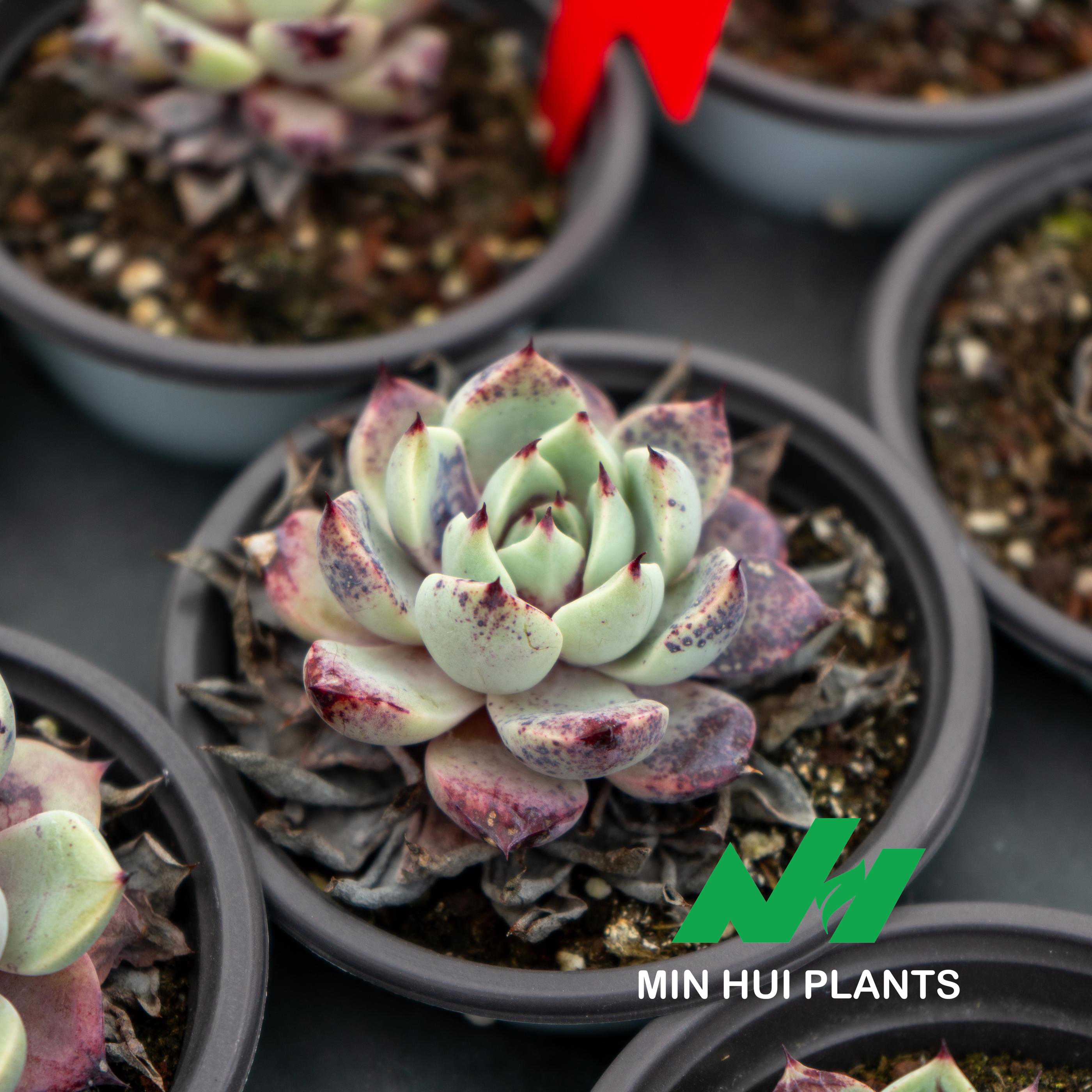 MinHui Plants-Venom Frost
