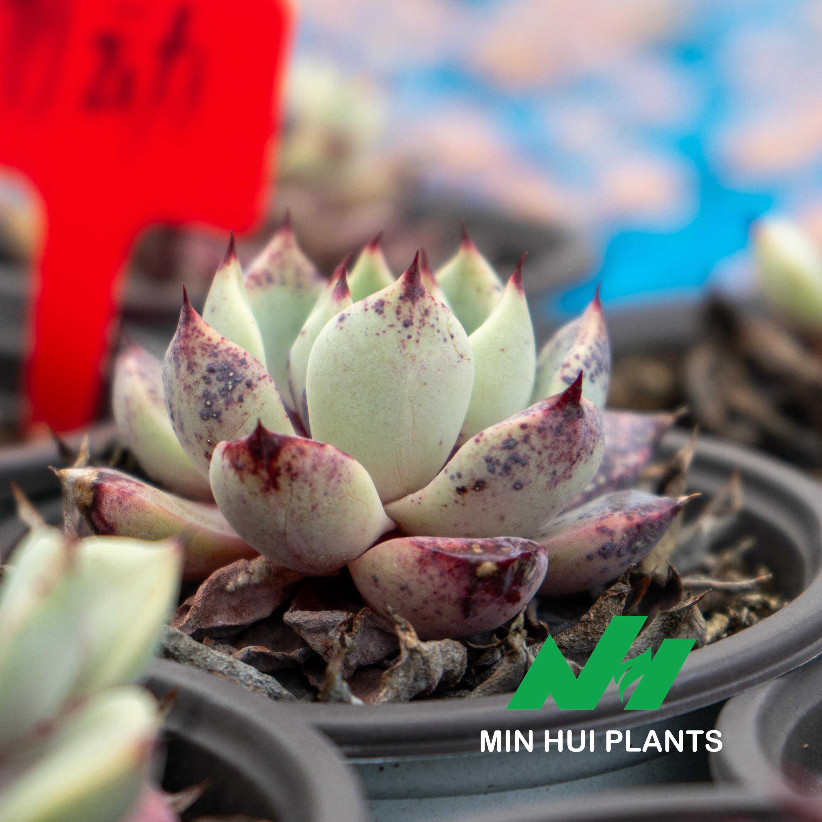 MinHui Plants-Venom Frost thumbnail 3