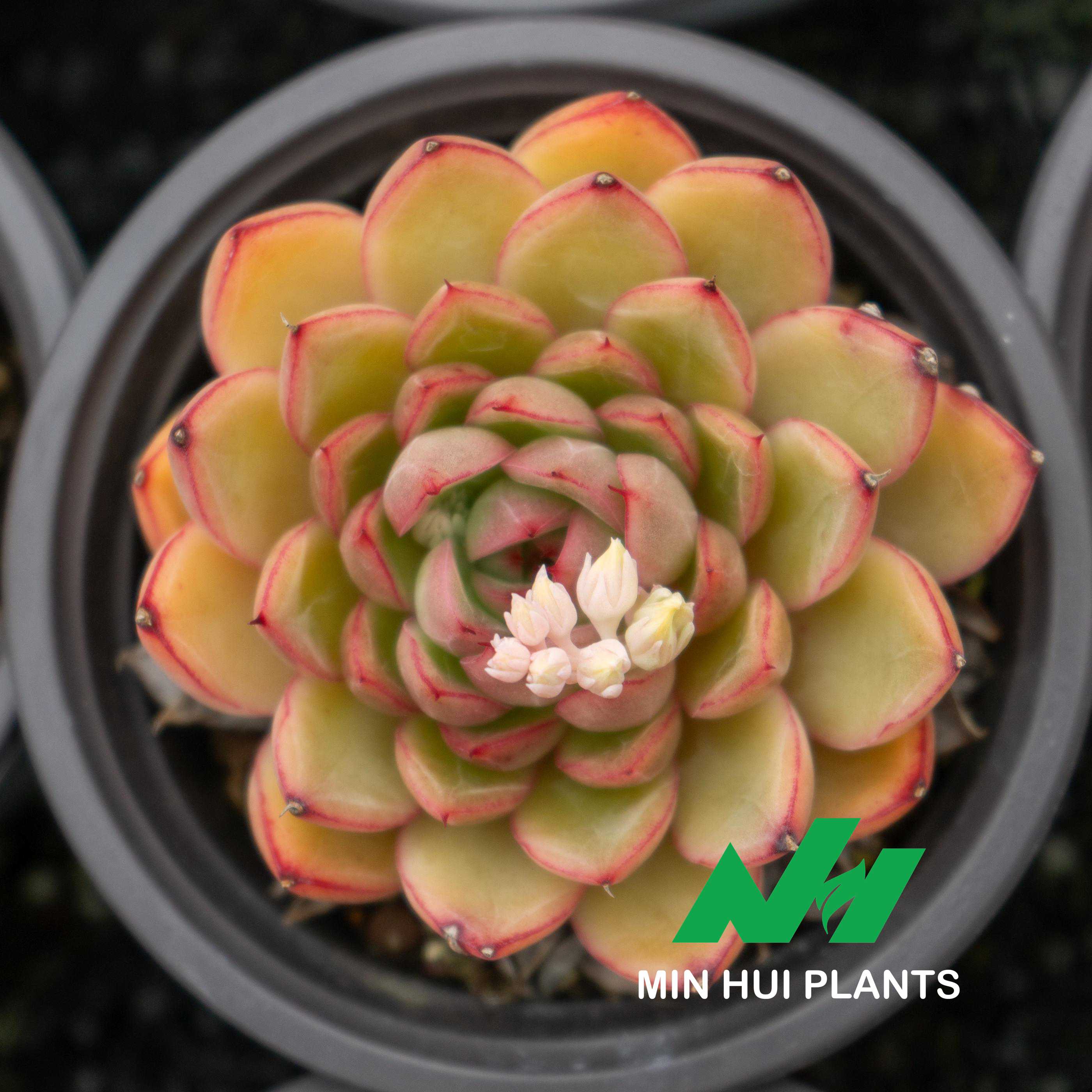 MinHui Plants-Candyburst