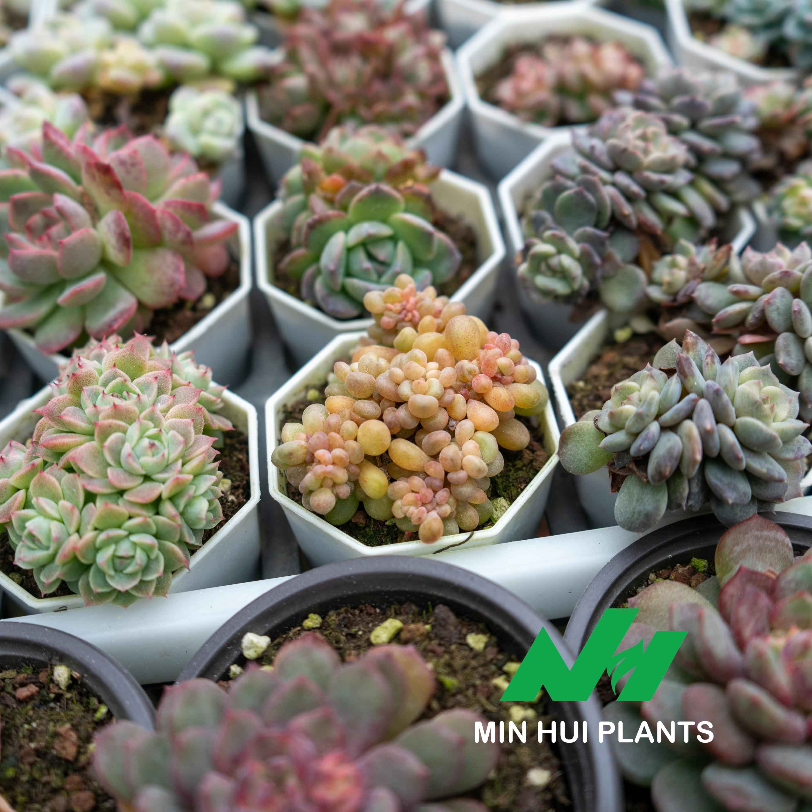 MinHui Plants—Honey Beans thumbnail 2