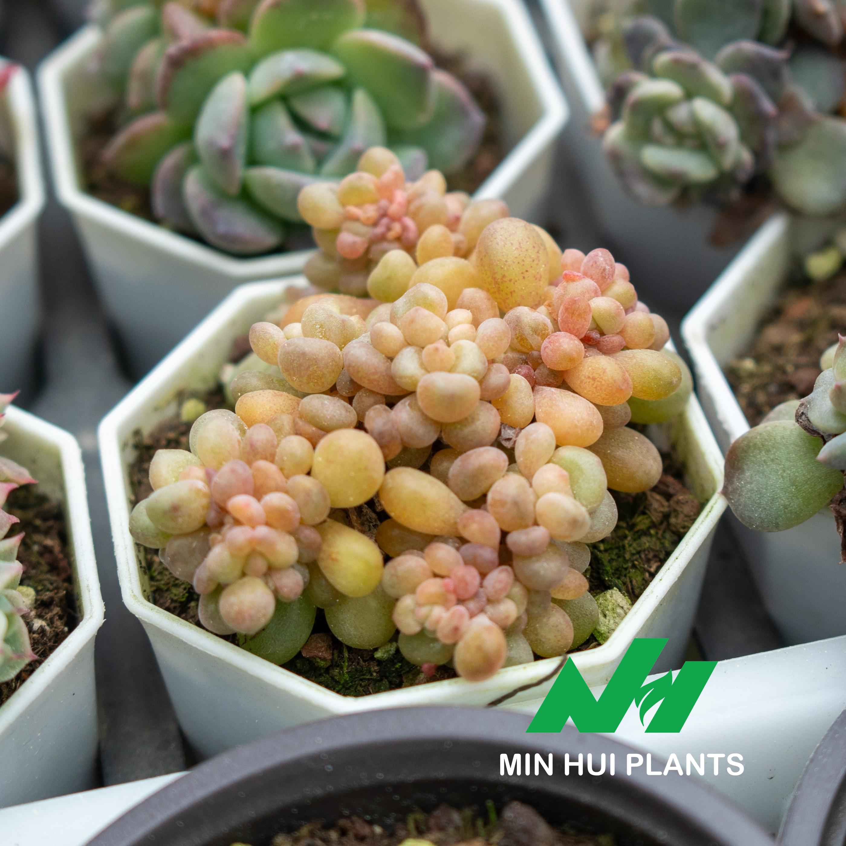 MinHui Plants—Honey Beans