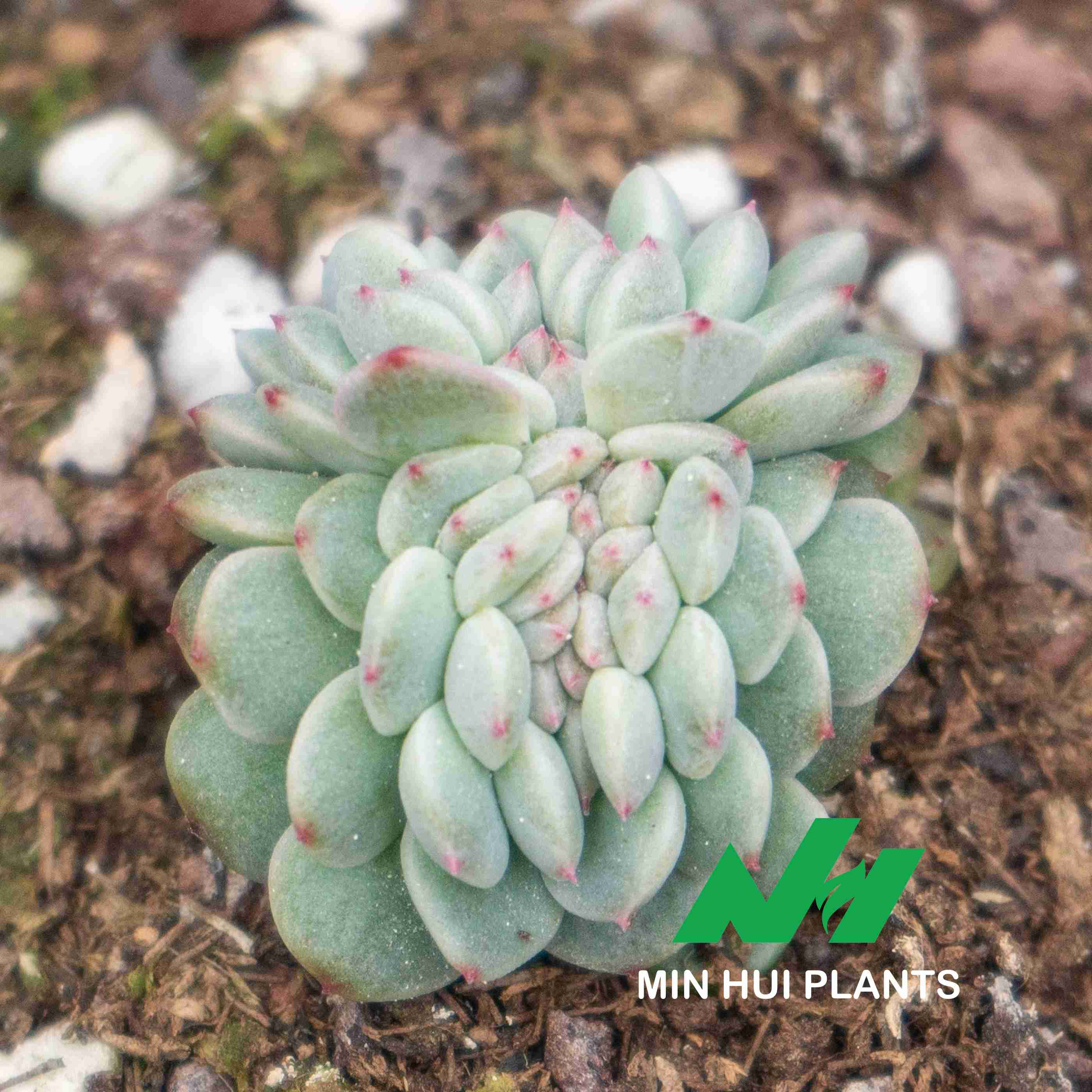 MinHui Plants-Crystal Nest thumbnail 2