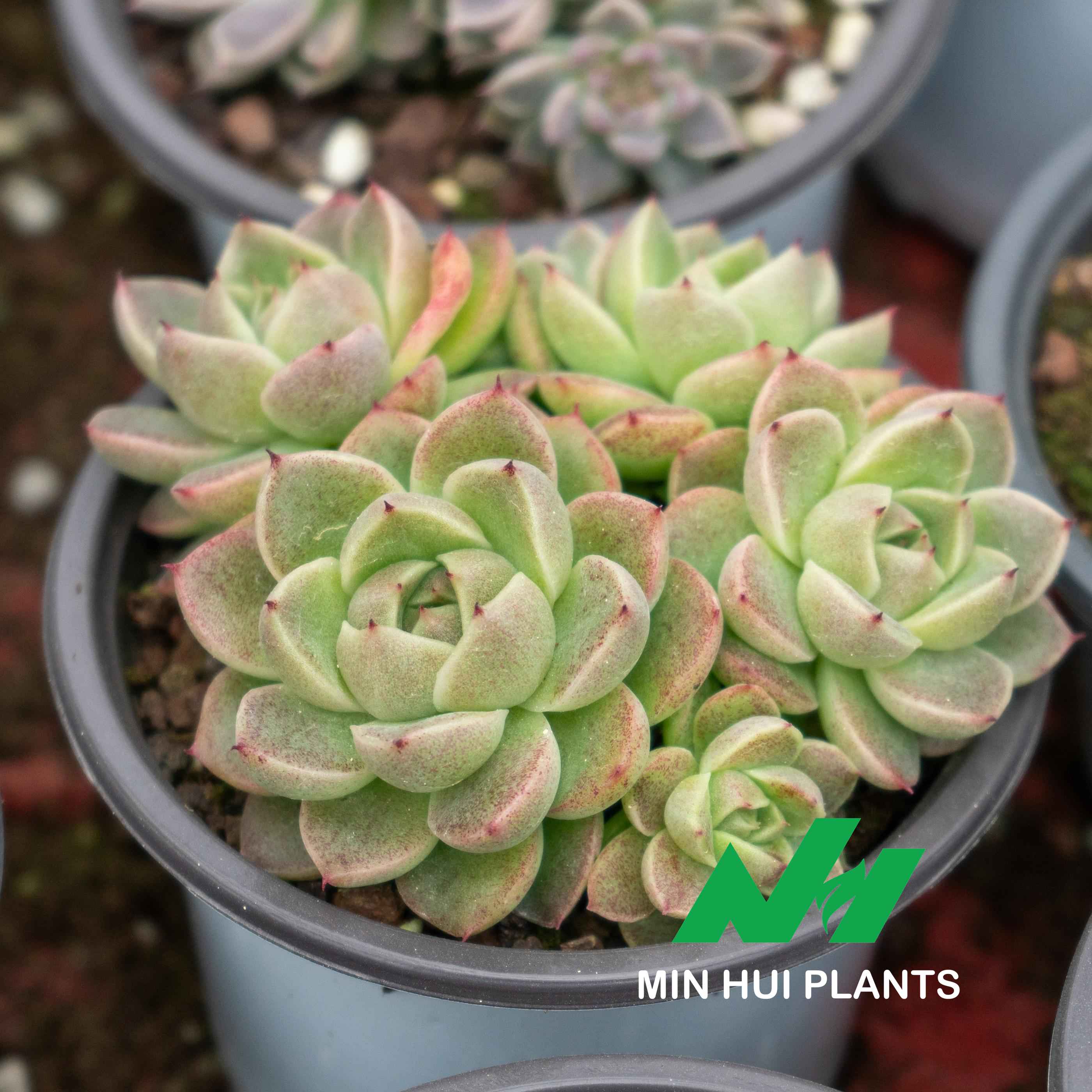 MinHui Plants-Succulent 'Romi No.2'