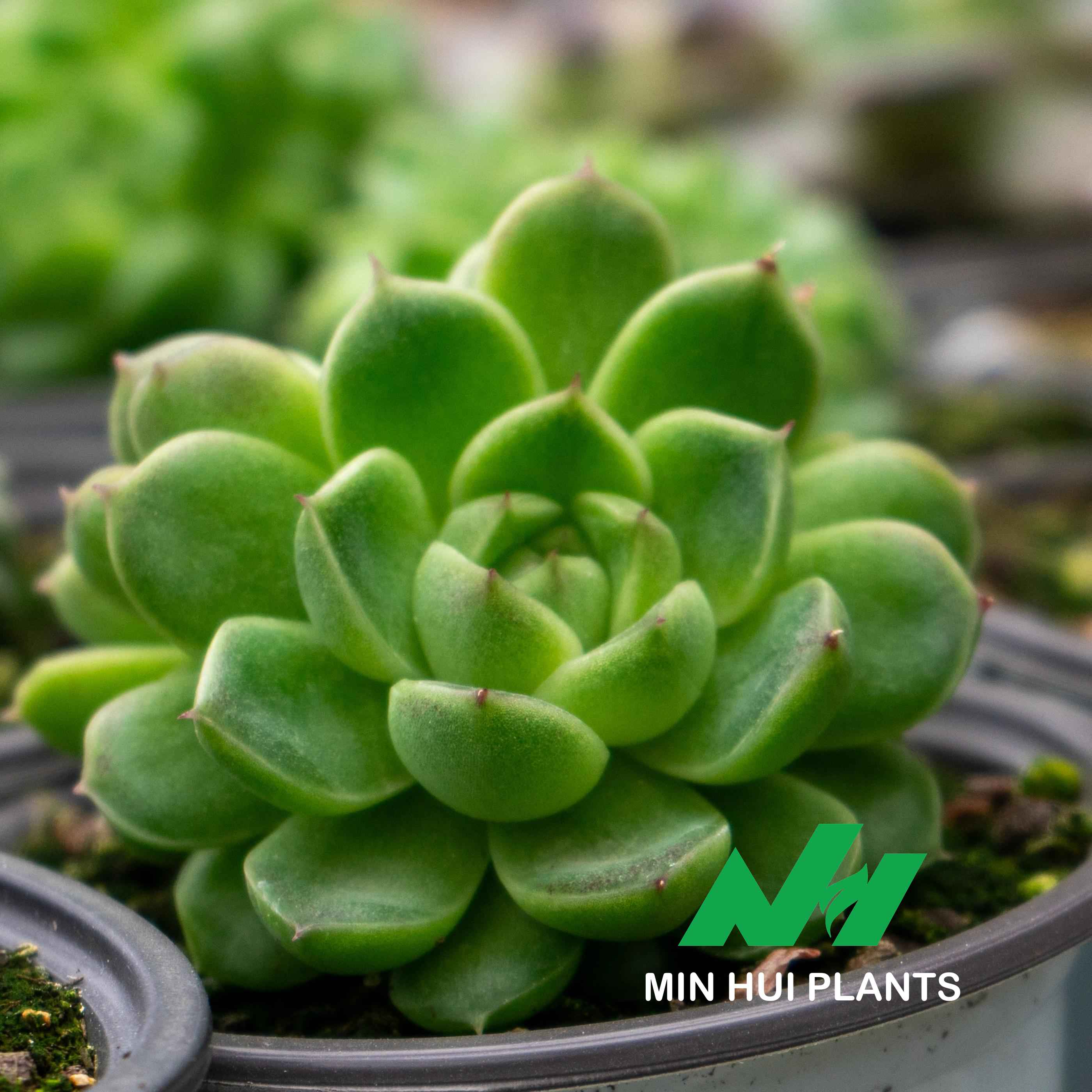 MinHui Plants-Everleaf thumbnail 2