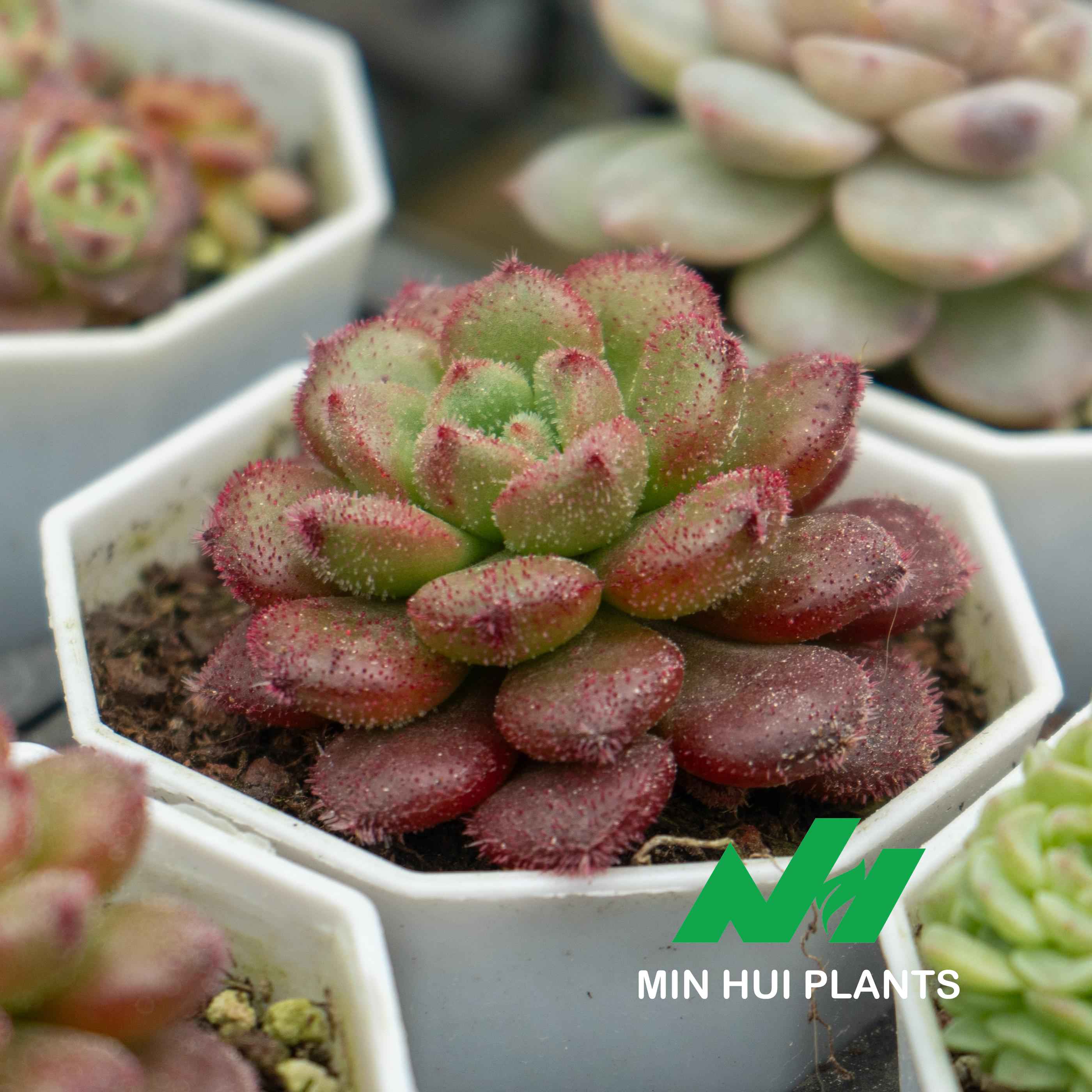 MinHui Plants-Firefur