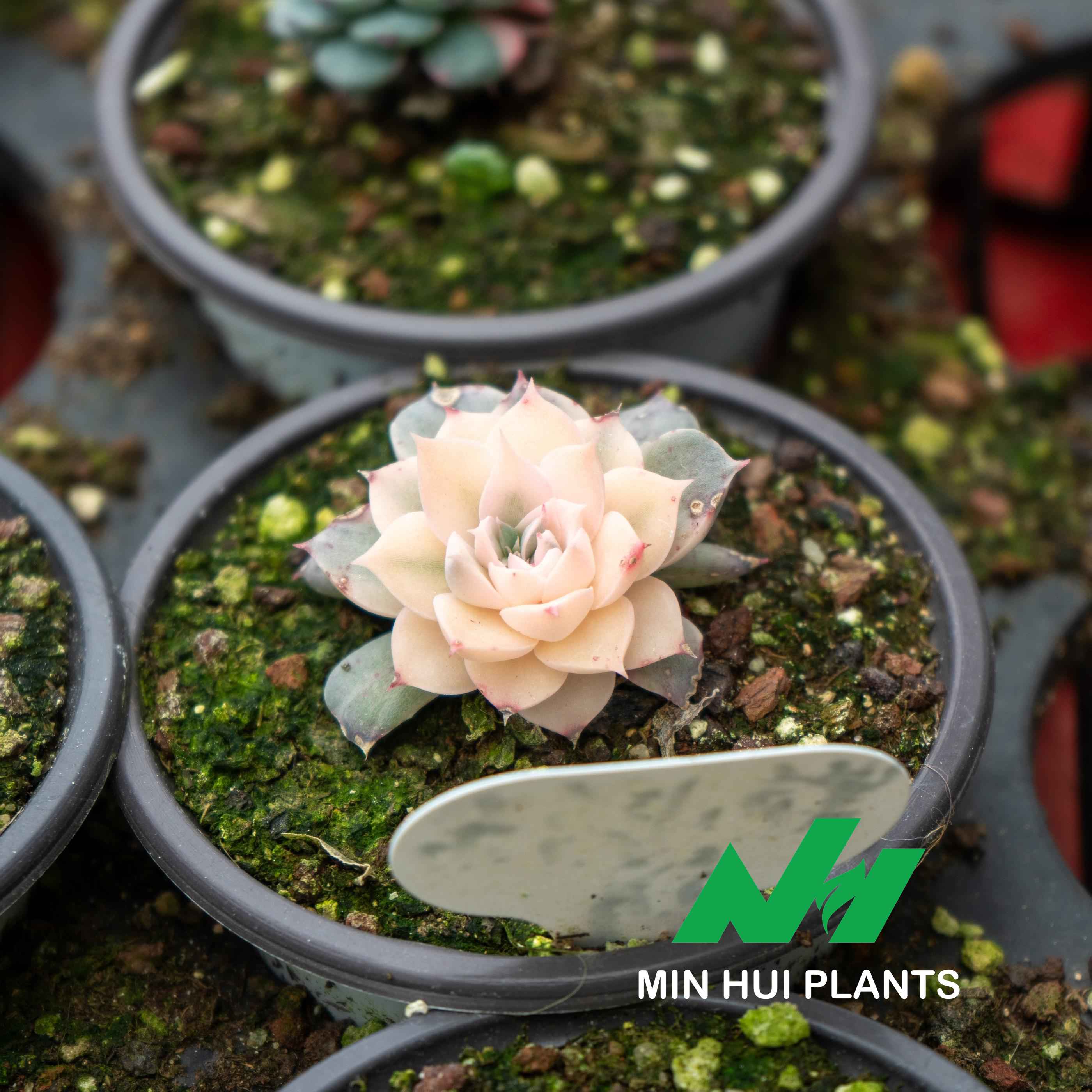 MinHui Plants-Blush Pearl