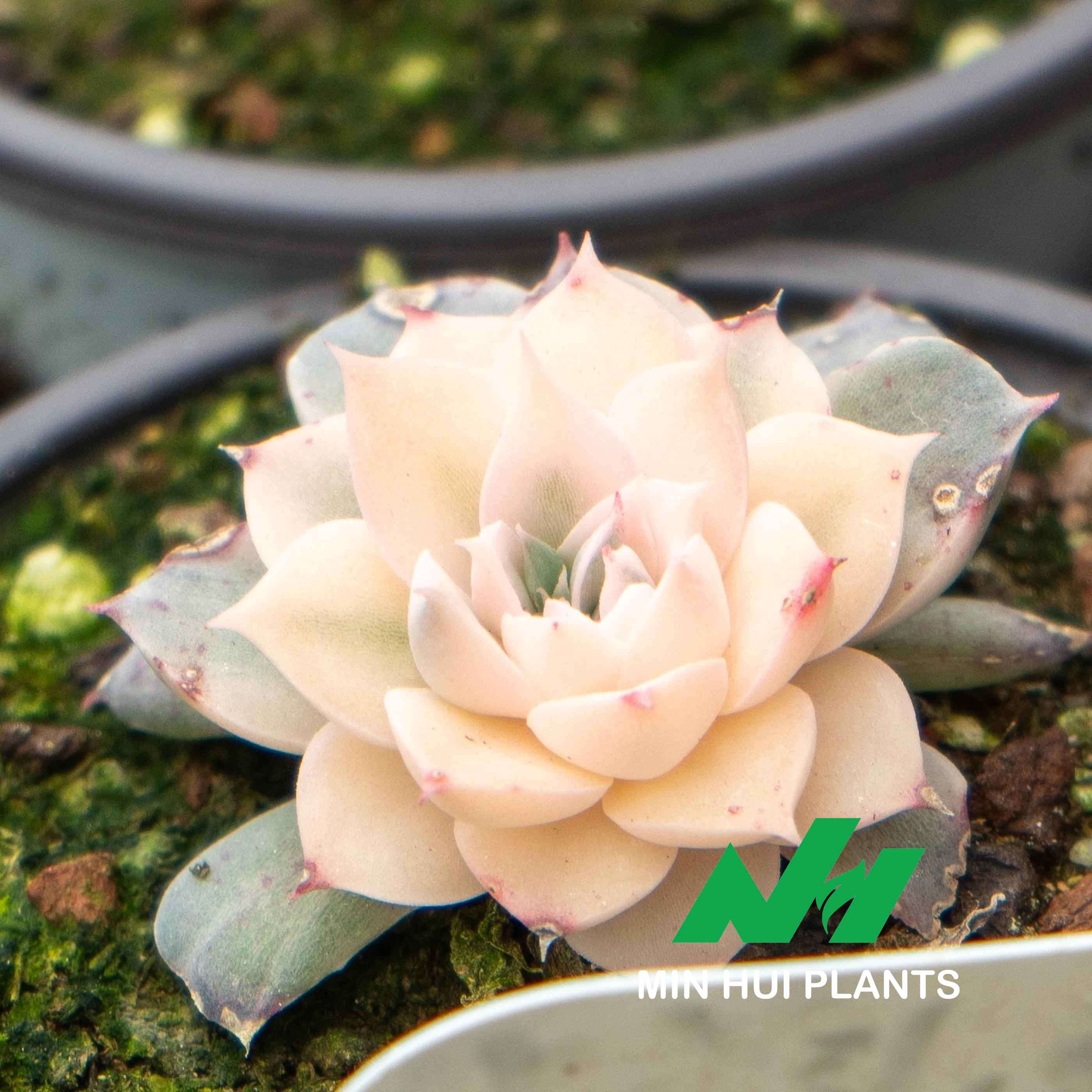 MinHui Plants-Blush Pearl thumbnail 2