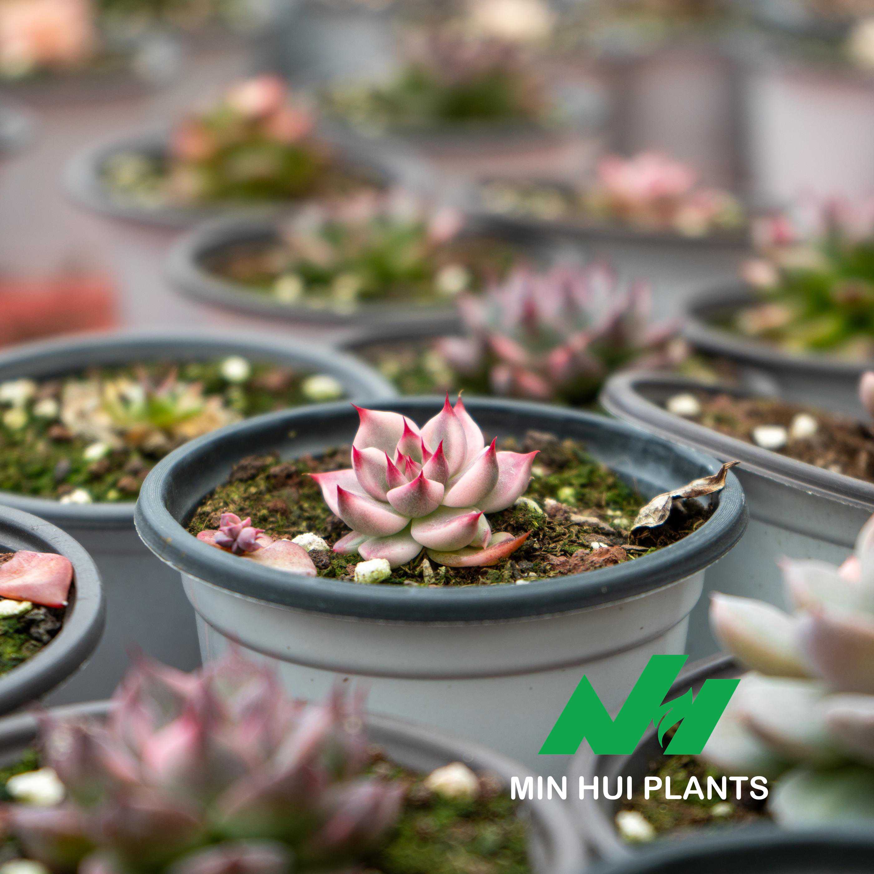 MinHui Plants—Crimson Crown thumbnail 2