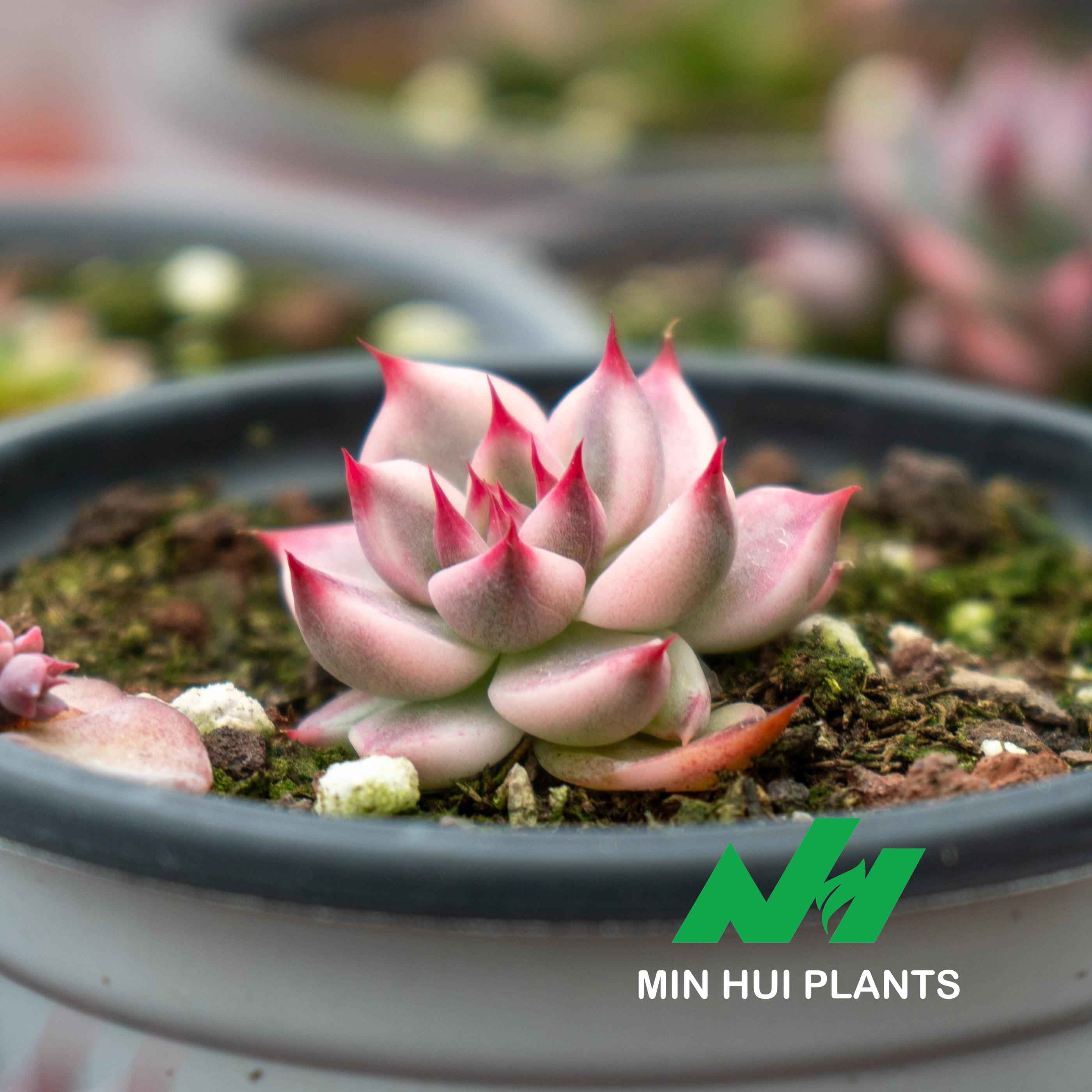 MinHui Plants—Crimson Crown