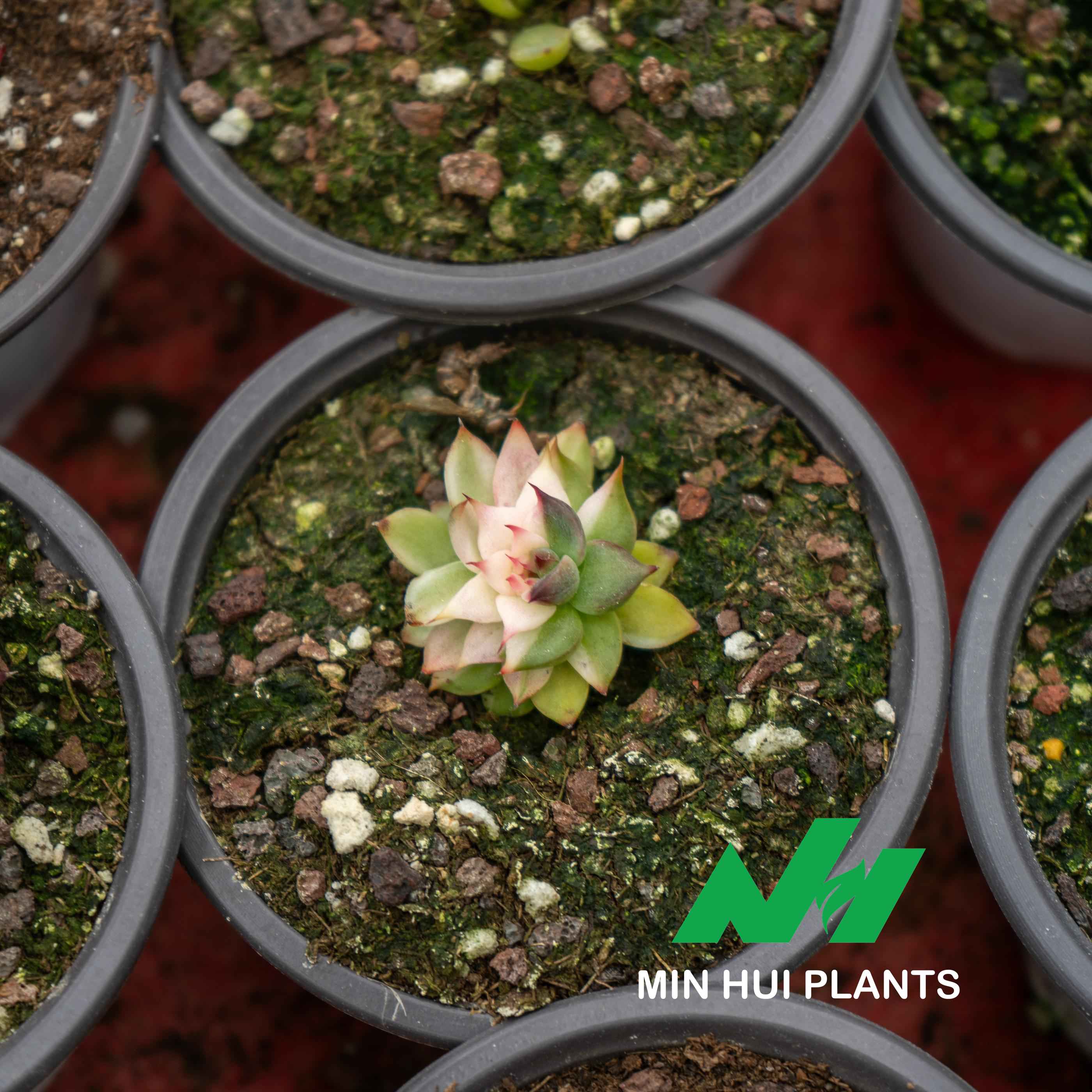 MinHui Plants-Blush Seedling	