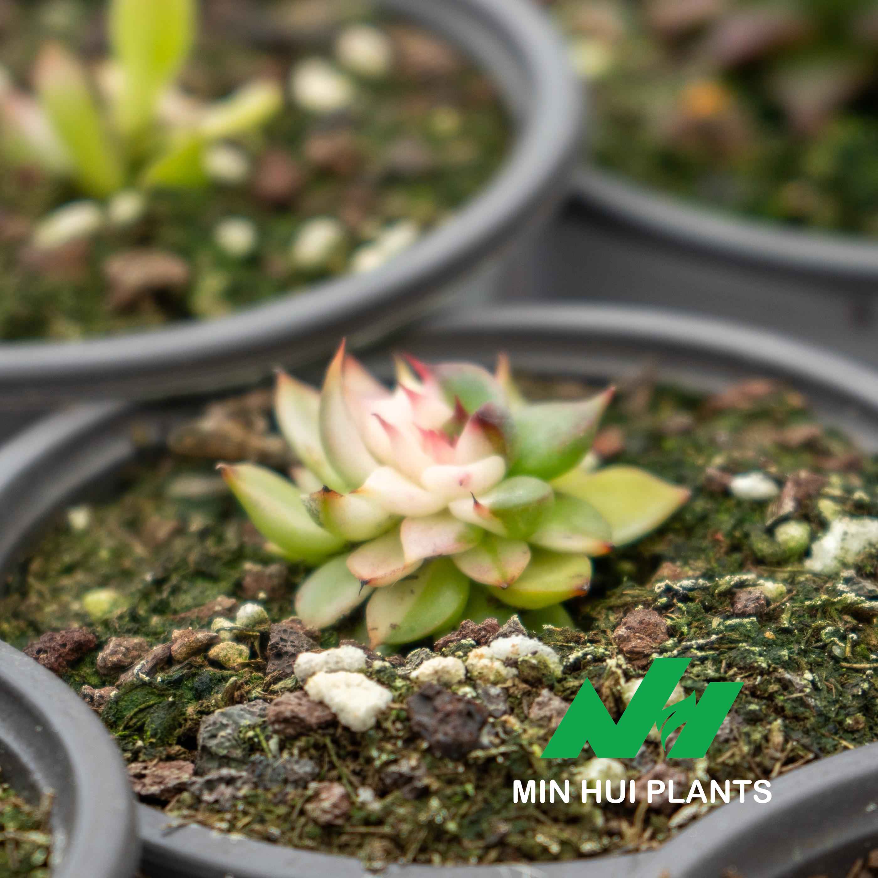 MinHui Plants-Blush Seedling thumbnail 2