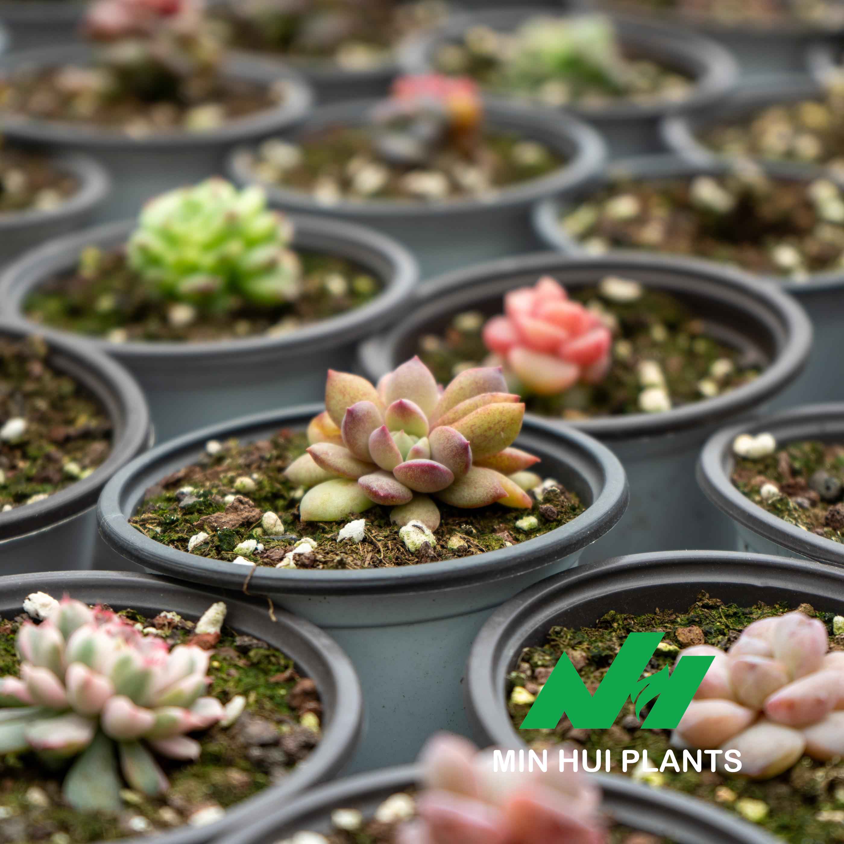 MinHui Plants-Butterglow