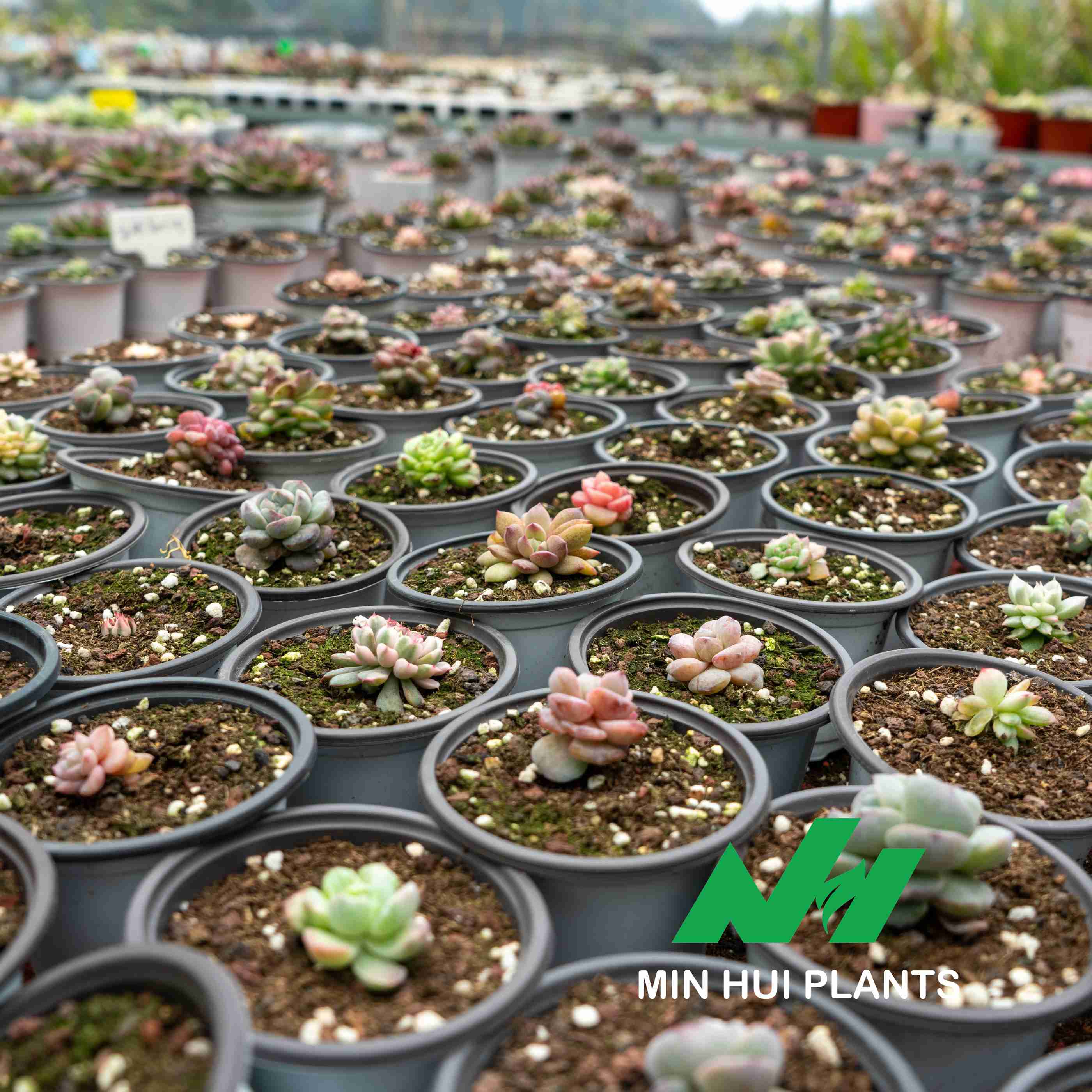 MinHui Plants-Butterglow thumbnail 2