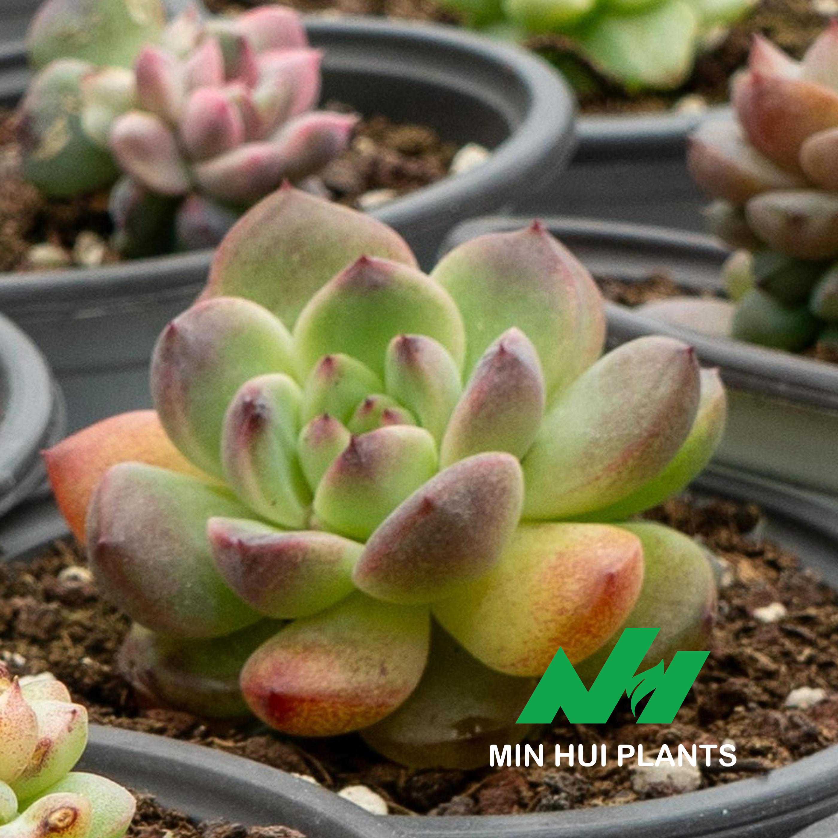 MinHui Plants-Apricot Glow thumbnail 2