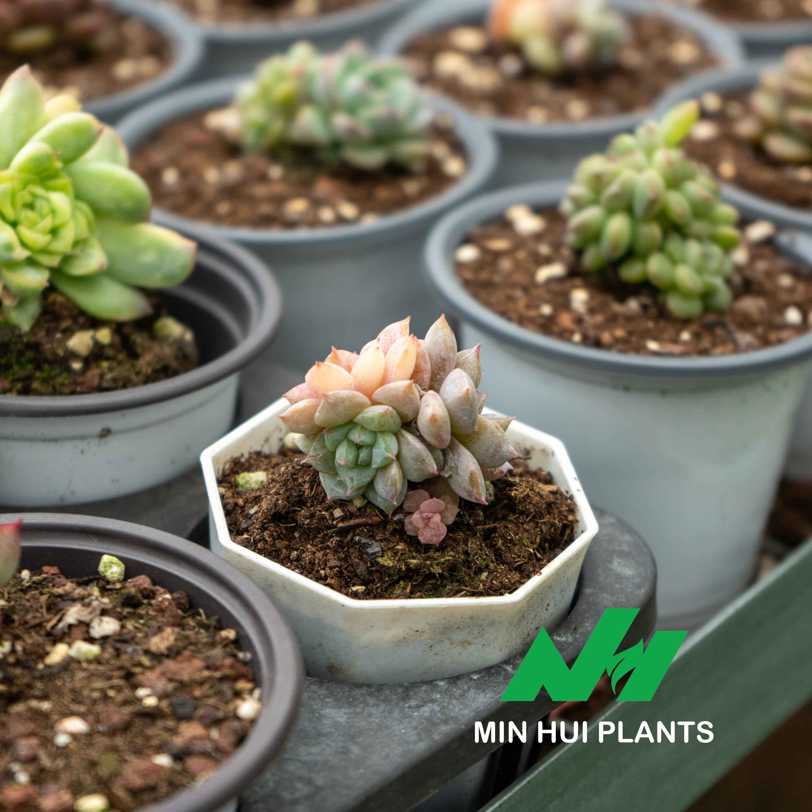 MinHui Plants-Pastel Totem