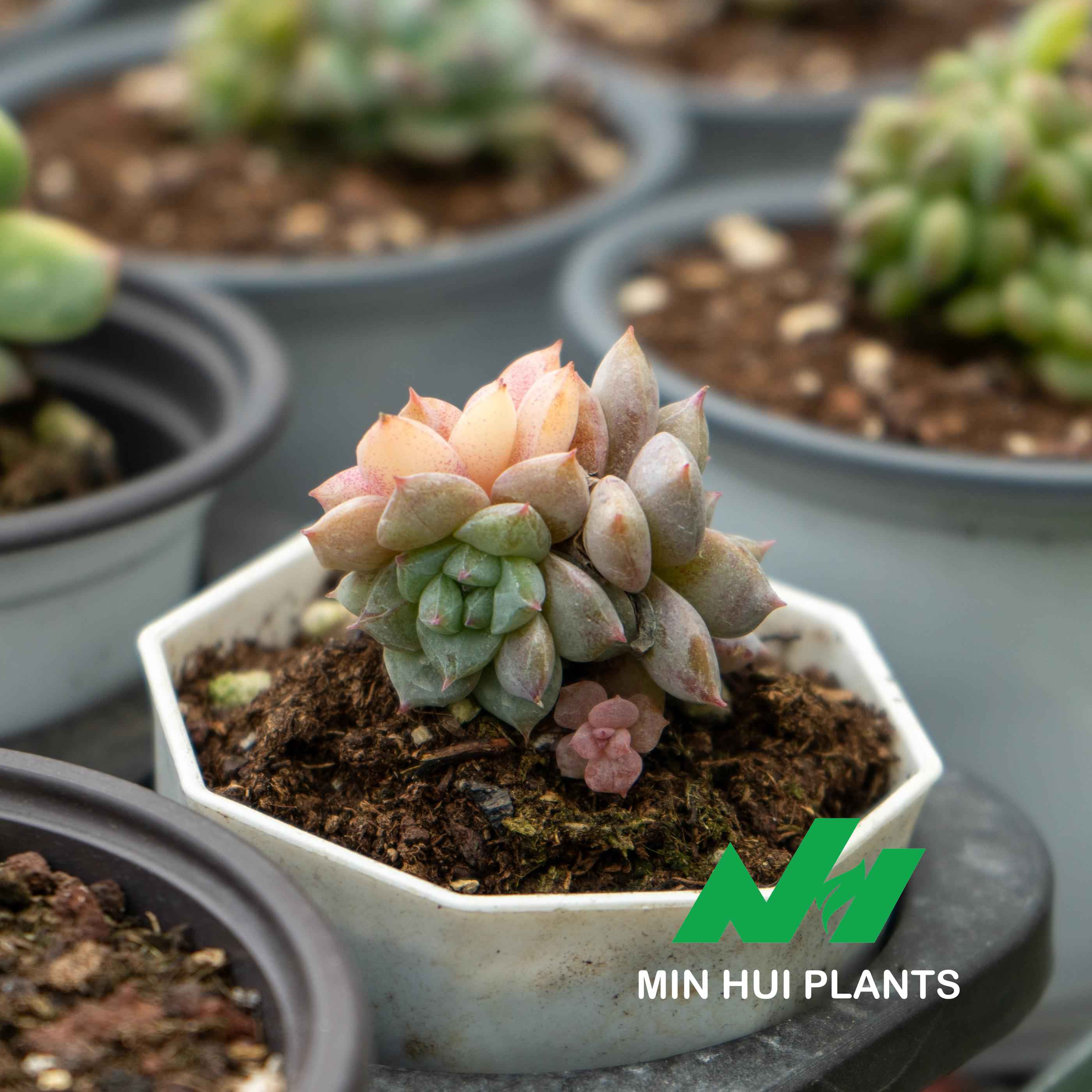 MinHui Plants-Pastel Totem thumbnail 2