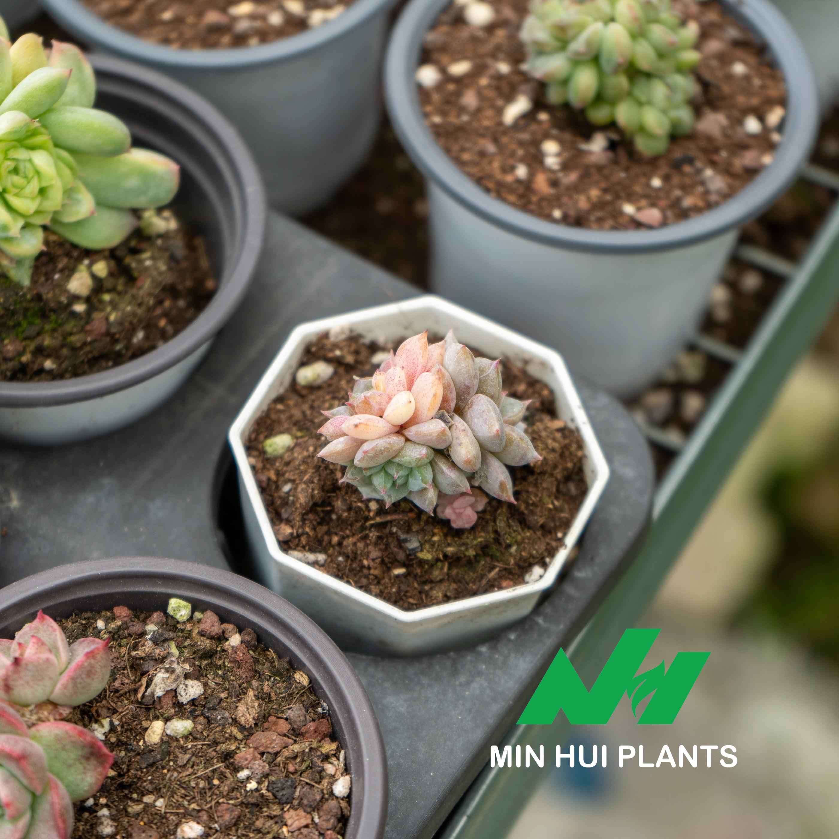 MinHui Plants-Pastel Totem thumbnail 3
