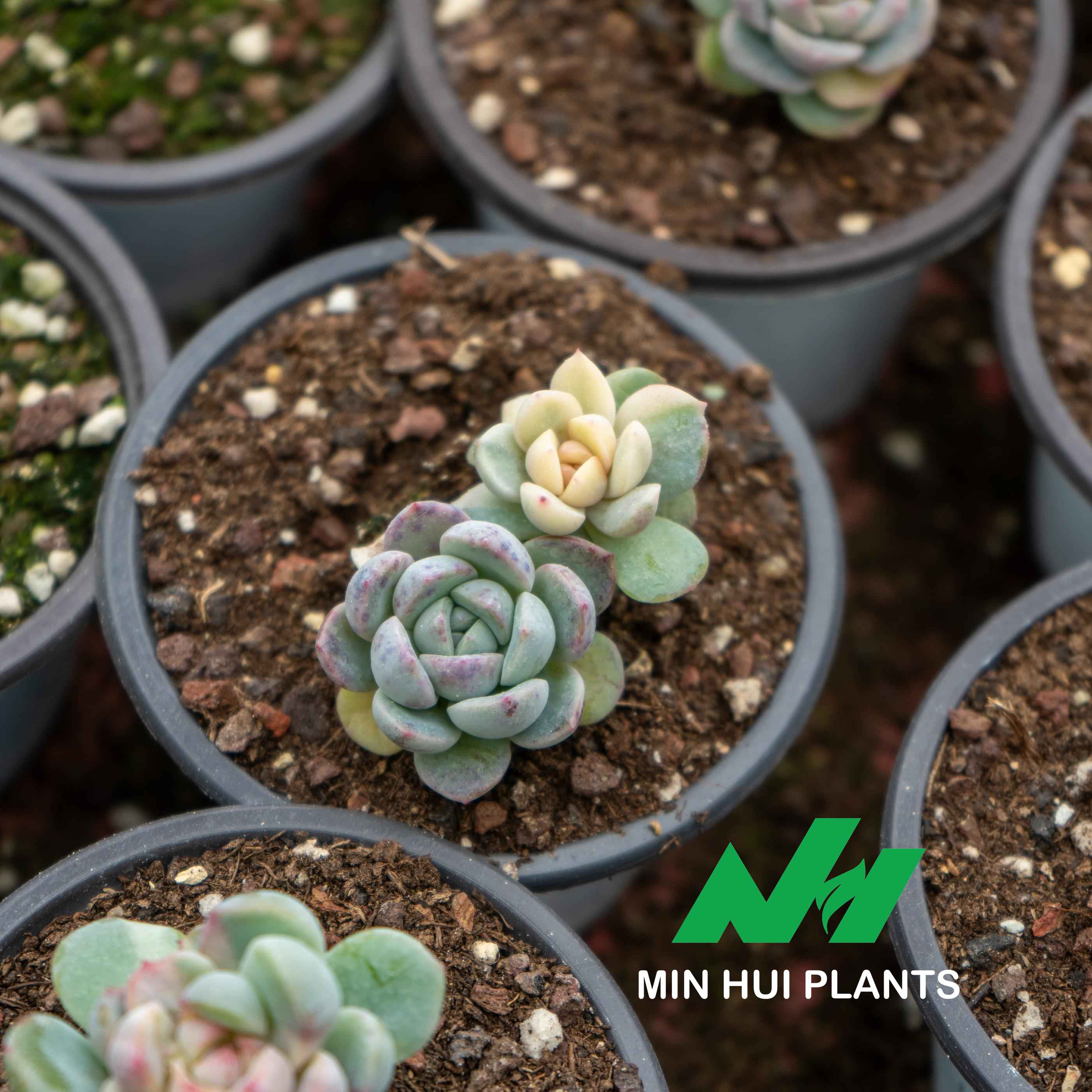 MinHui Plants-Moonkiss Twins thumbnail 2